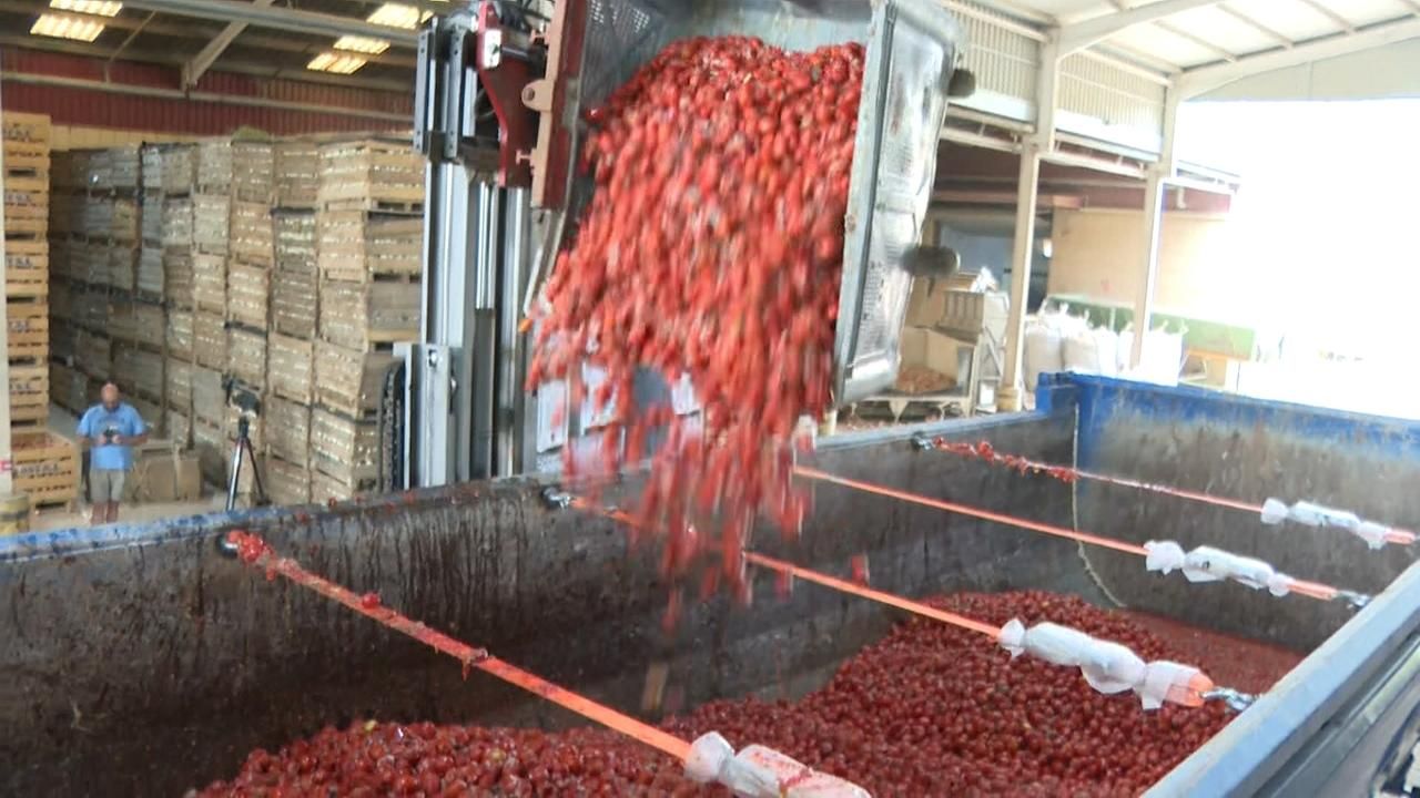 Buñol es prepara per a La Tomatina