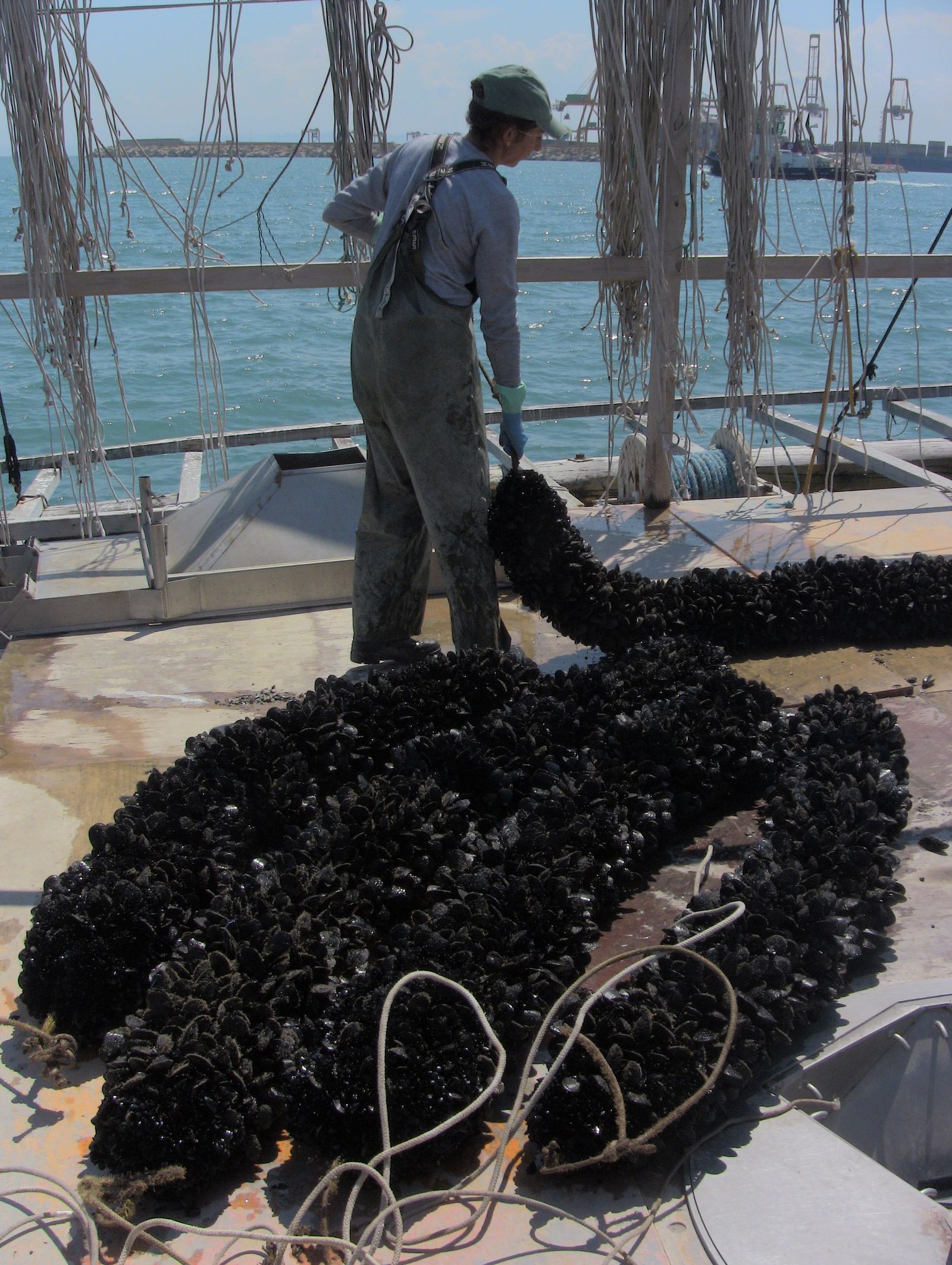 Un pescador recull les clòtxines
