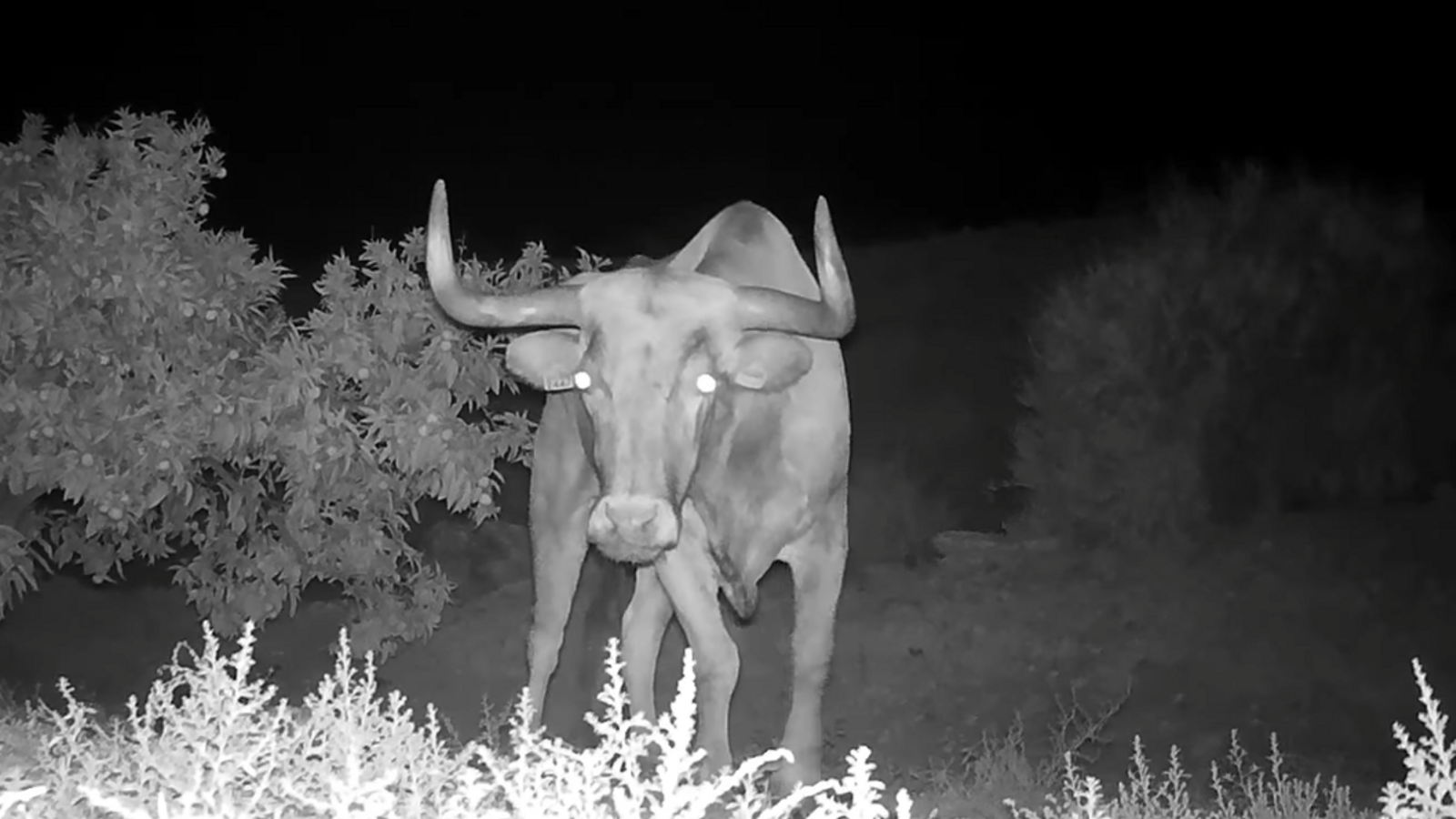 Imatges del bou fugit d'Almenara gravades per una càmera nocturna ubicada a un hort del municipi