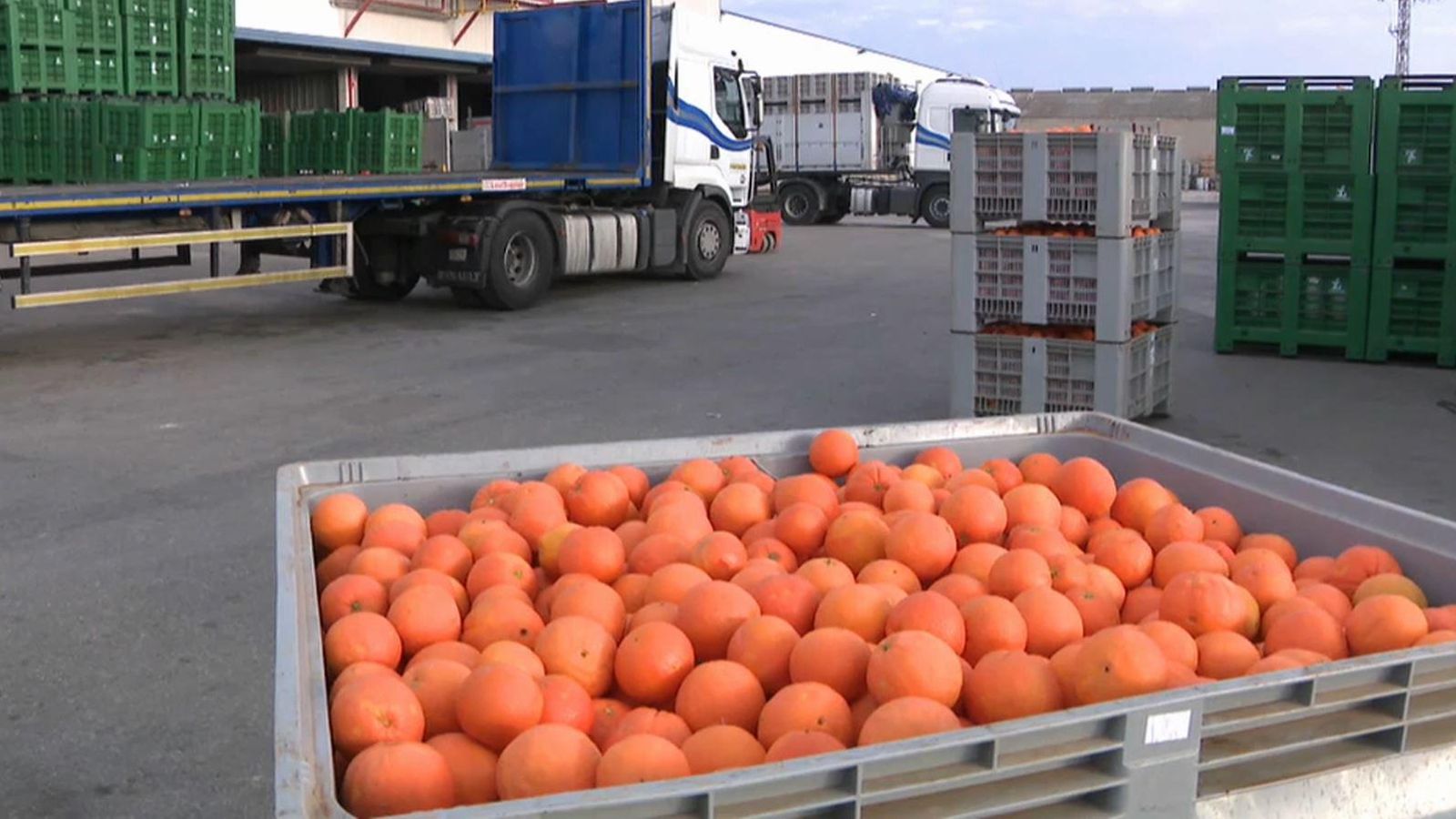 La UE intercepta 65 lots inspeccionats de cítrics a la Comunitat Valenciana entre 2005 i 2018