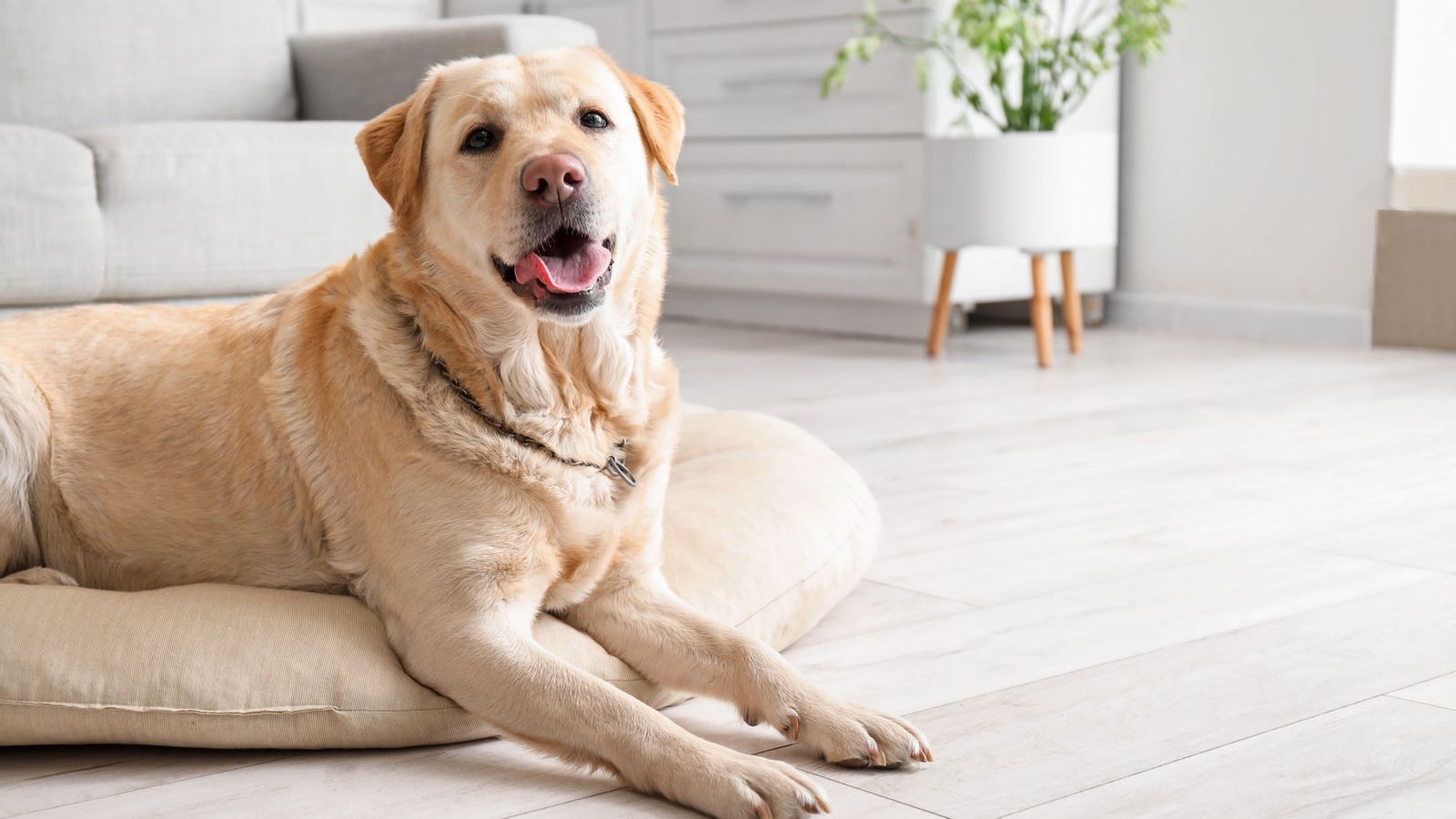 Imatge d'arxiu d'un gos labrador