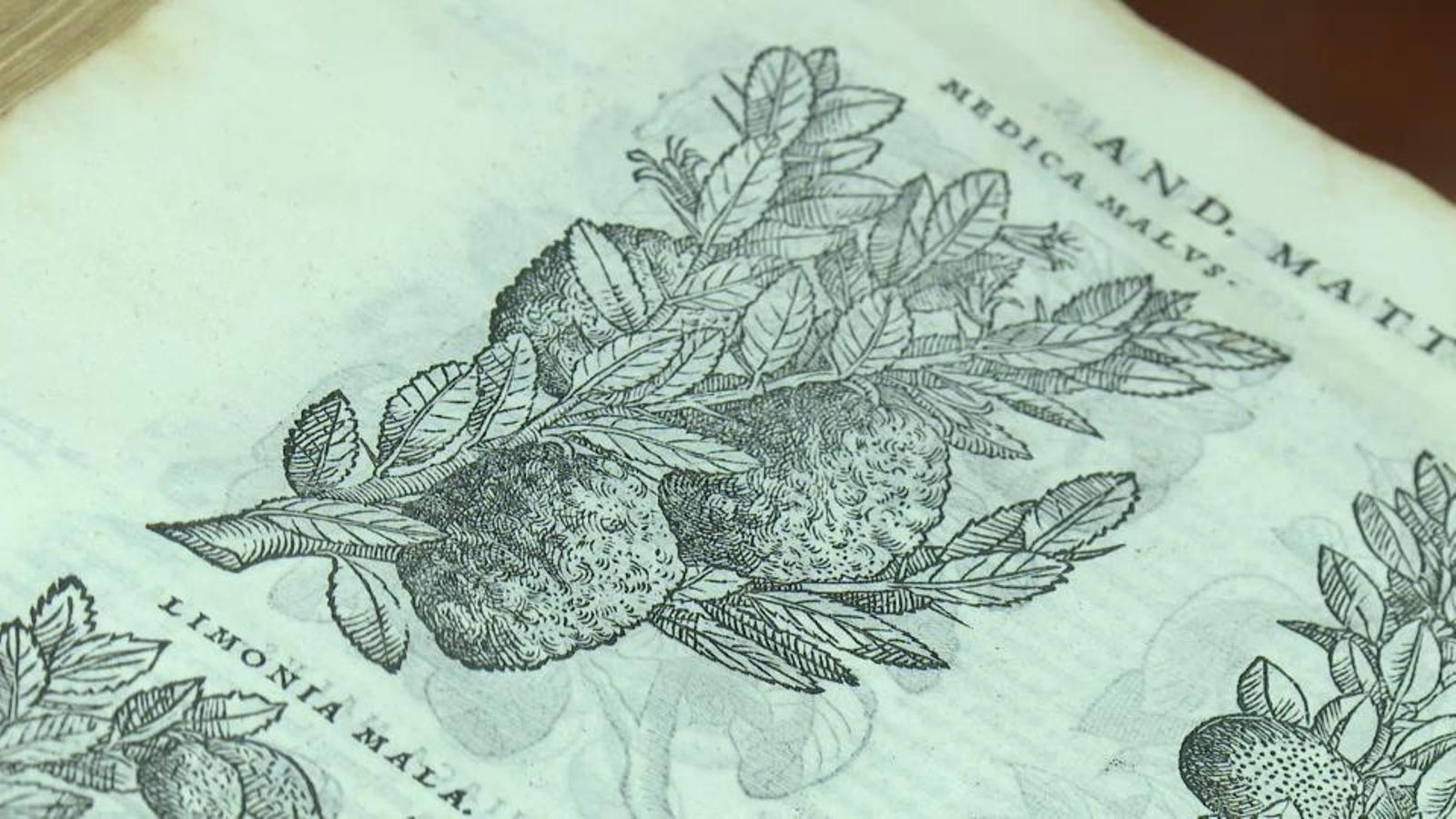 La Universitat de València acull 'De llibres i plantes'