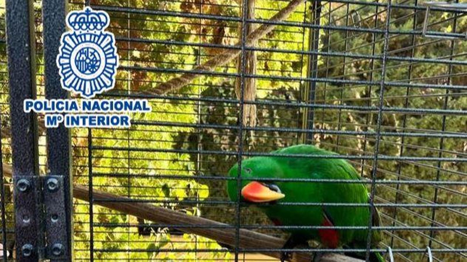 L'animal recuperat, de l'espècie 'Eclectus roratus'