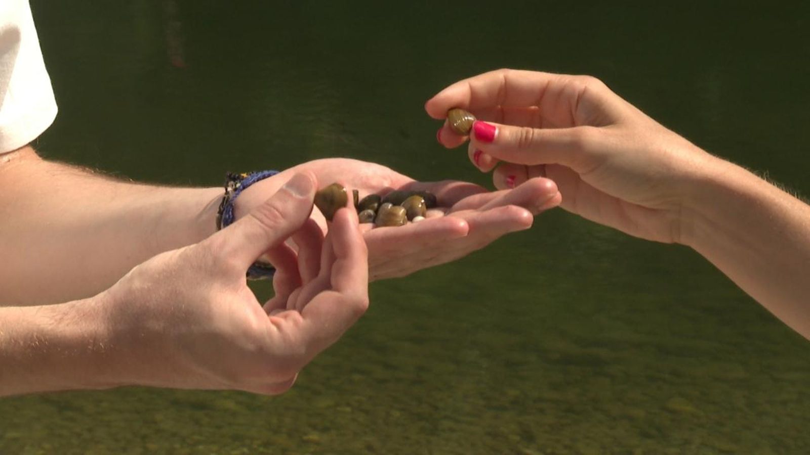 Intentar erradicar la cloïssa asiàtica ja és impossible