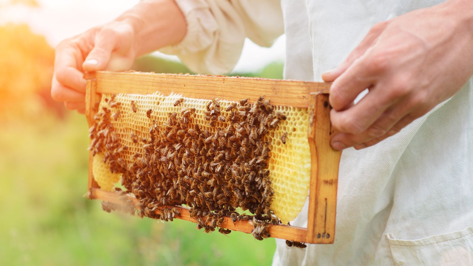 22.02.2023 | Importacions, canvi climàtic, plagues, pesticides: la crisi de l'apicultura motiva un mes de febrer de mobilitzacions