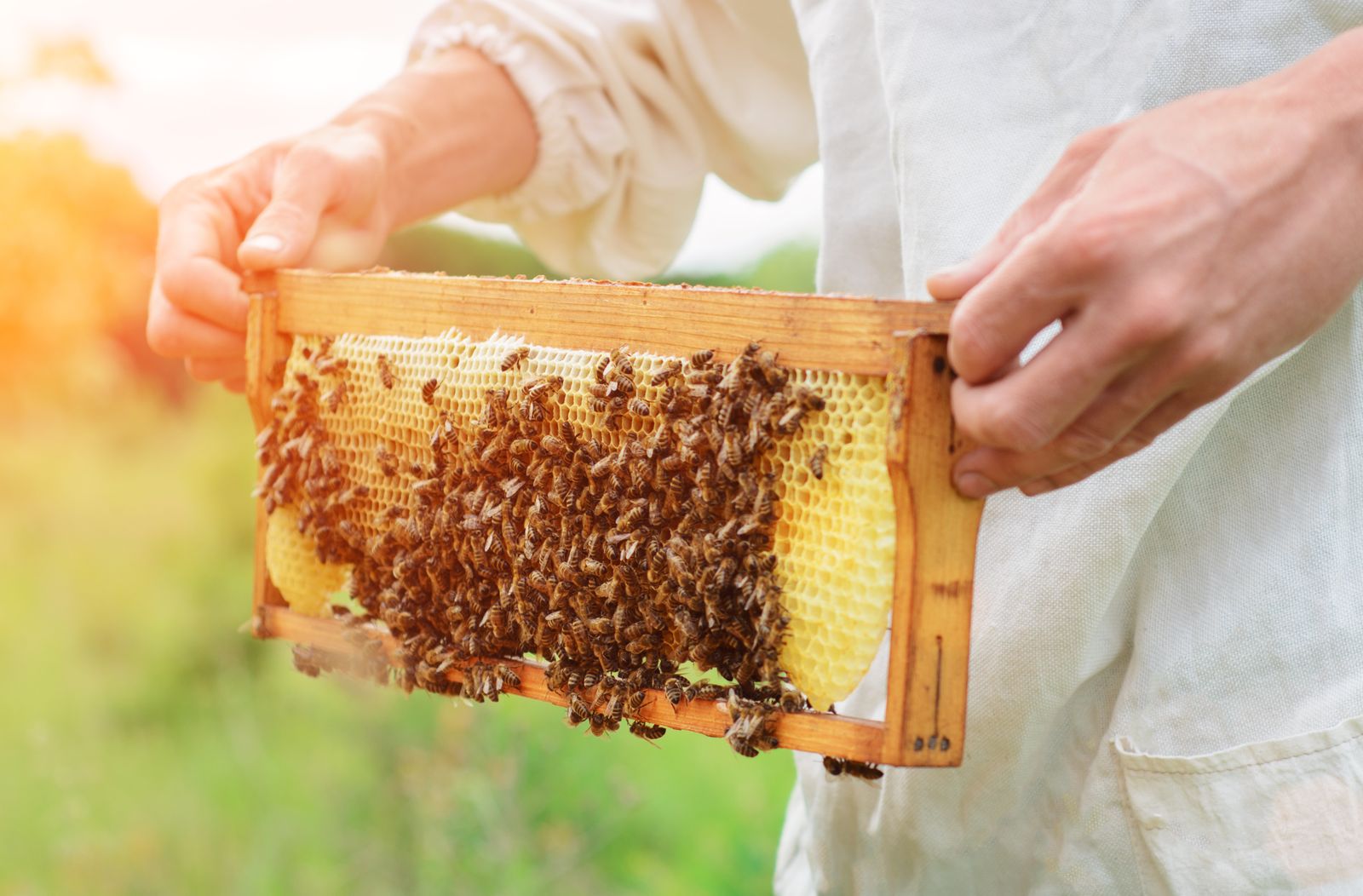 22.02.2023 | Importacions, canvi climàtic, plagues, pesticides: la crisi de l'apicultura motiva un mes de febrer de mobilitzacions