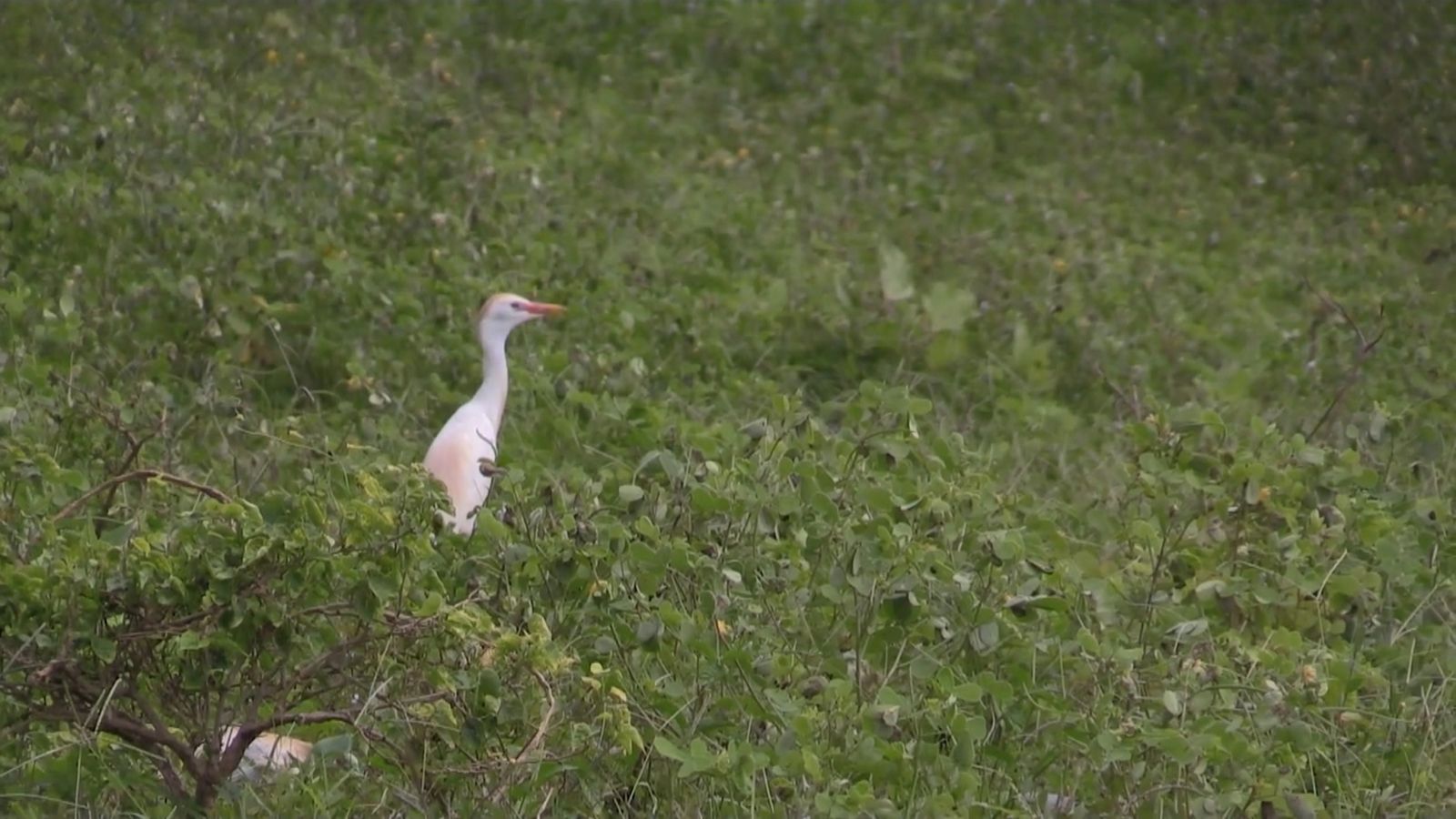 La construcció de carrils bici posa en perill la biodiveristat que creix a les cunetes