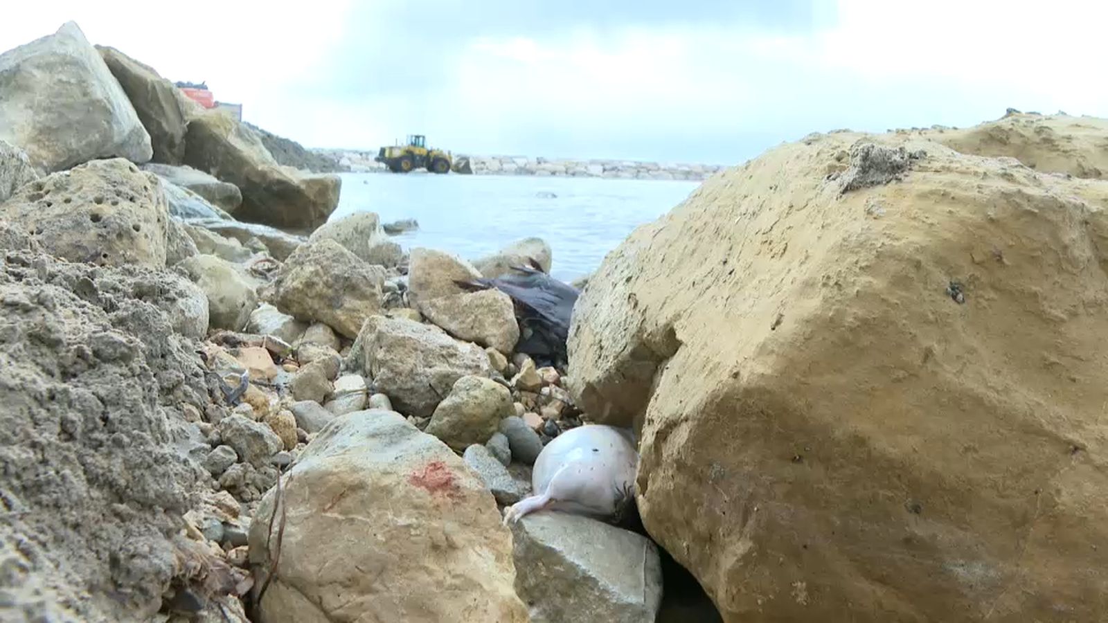 Les rates han aparegut en llocs com la platja del Cocó i l'escullera del Club de Regates