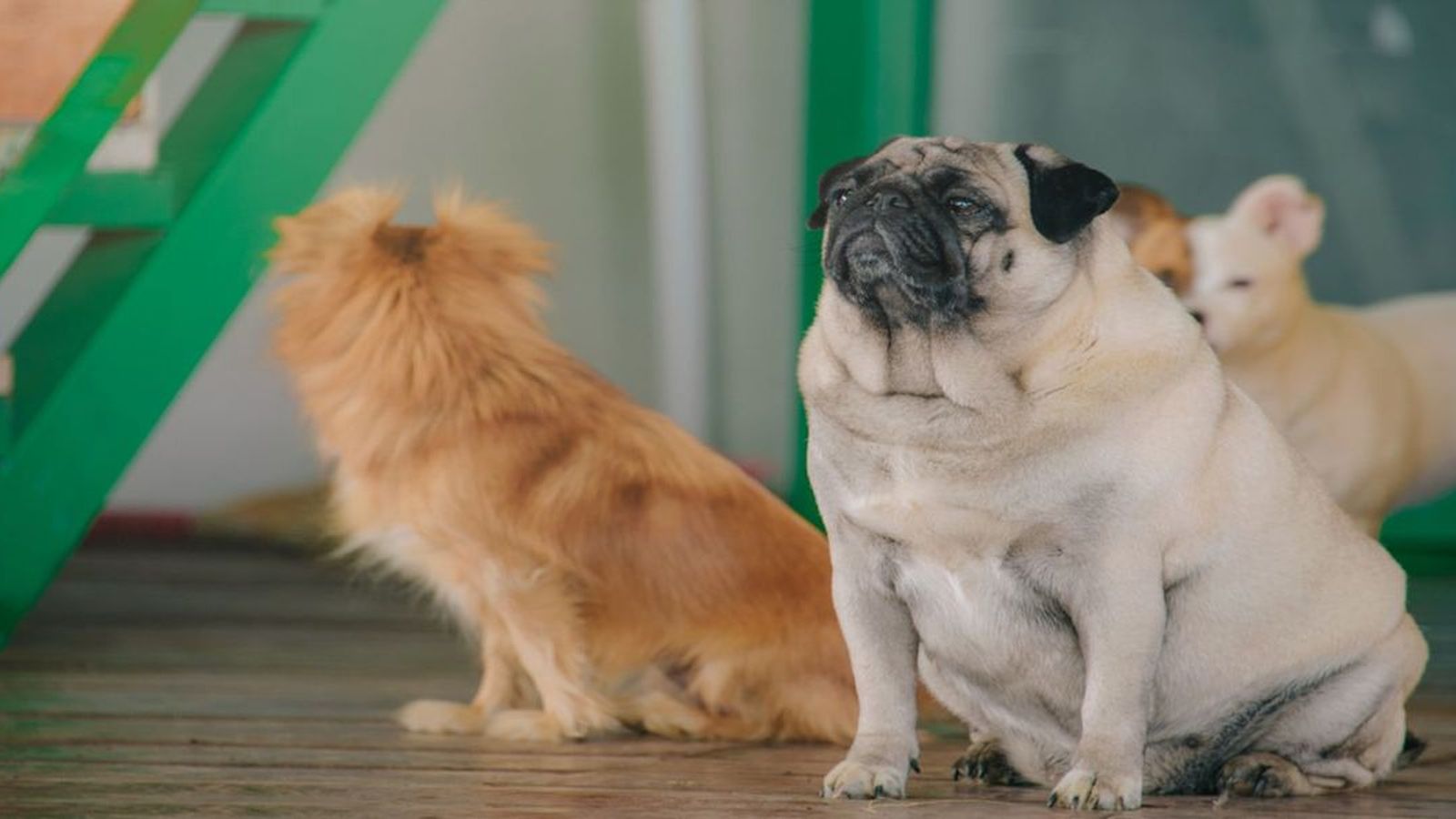 11.02.2019 | La història de les nostres mascotes