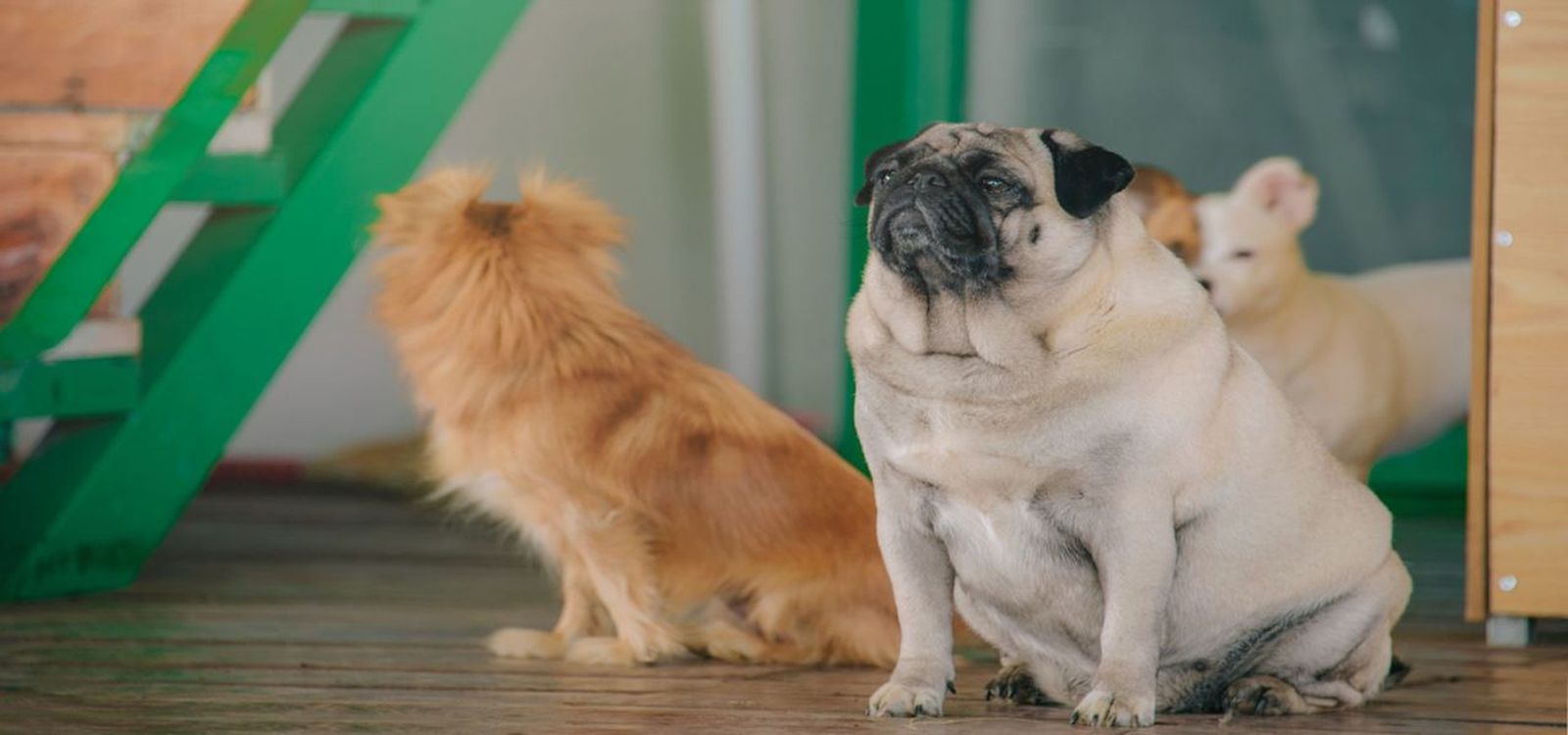 11.02.2019 | La història de les nostres mascotes