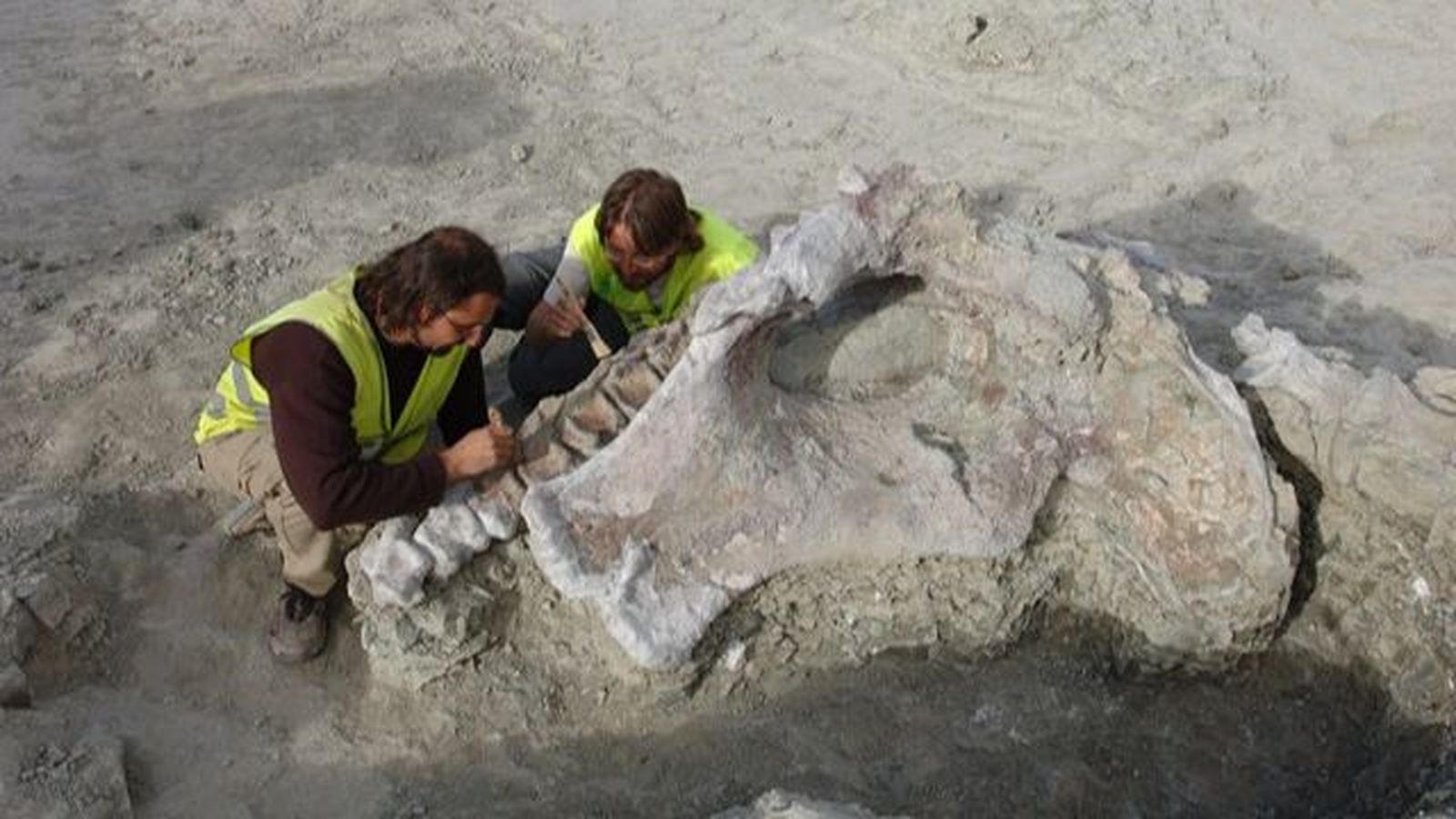 Una mostra d'ossos de titanosaure