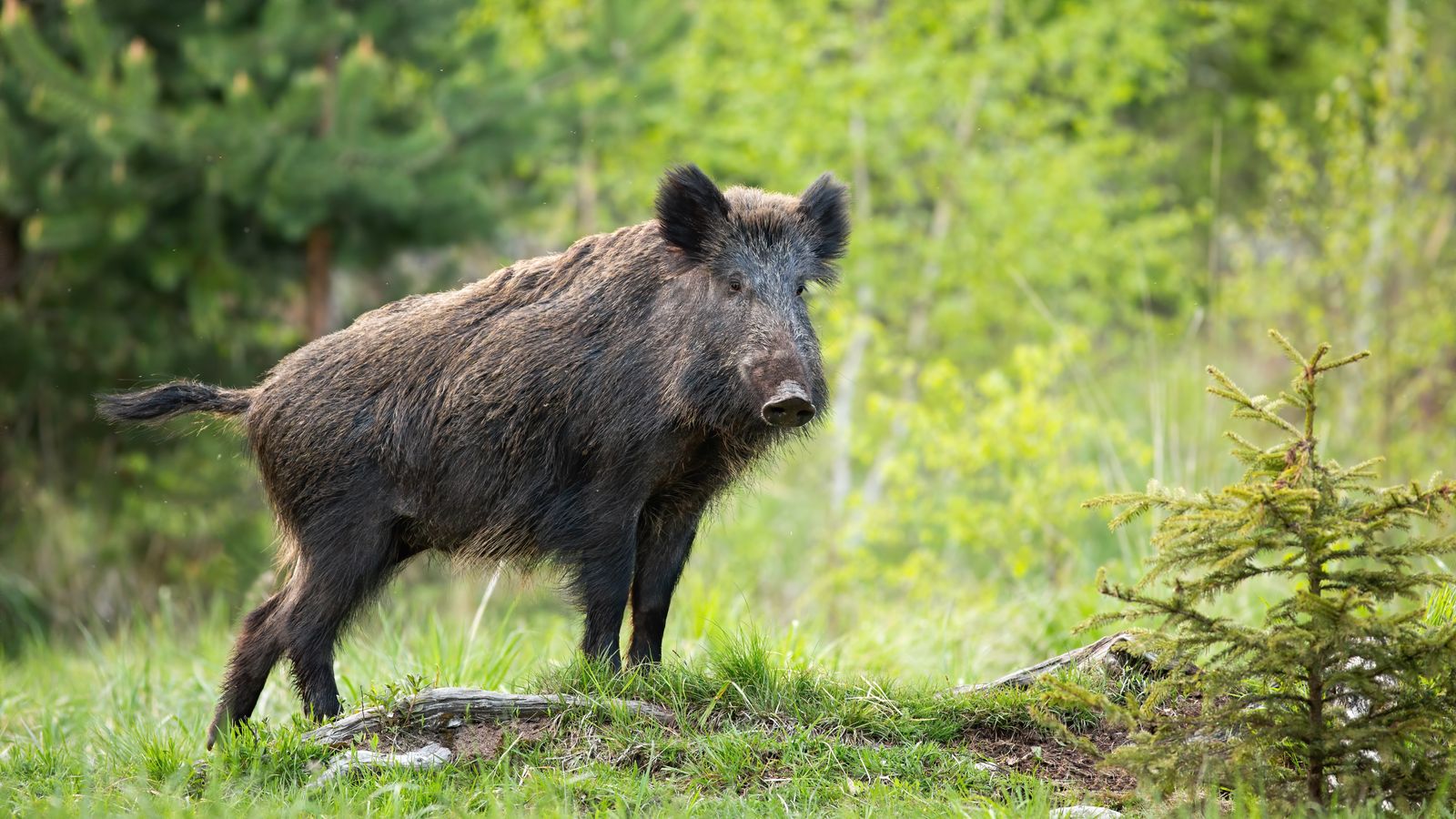 Un porc senglar en una imatge d'arxiu
