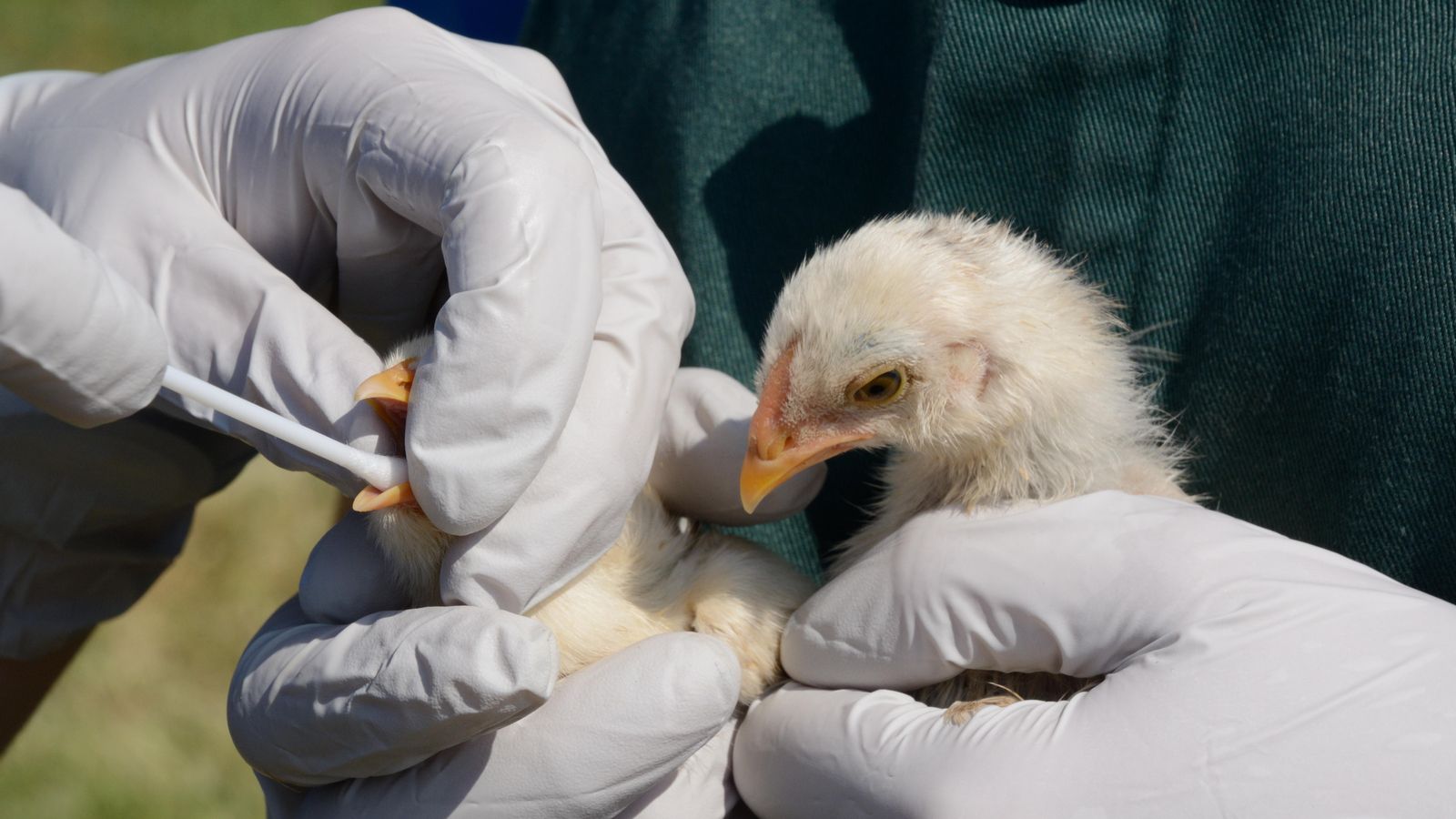 Un sanitari realitza una prova per detectar el virus de la grip aviària a un pollet