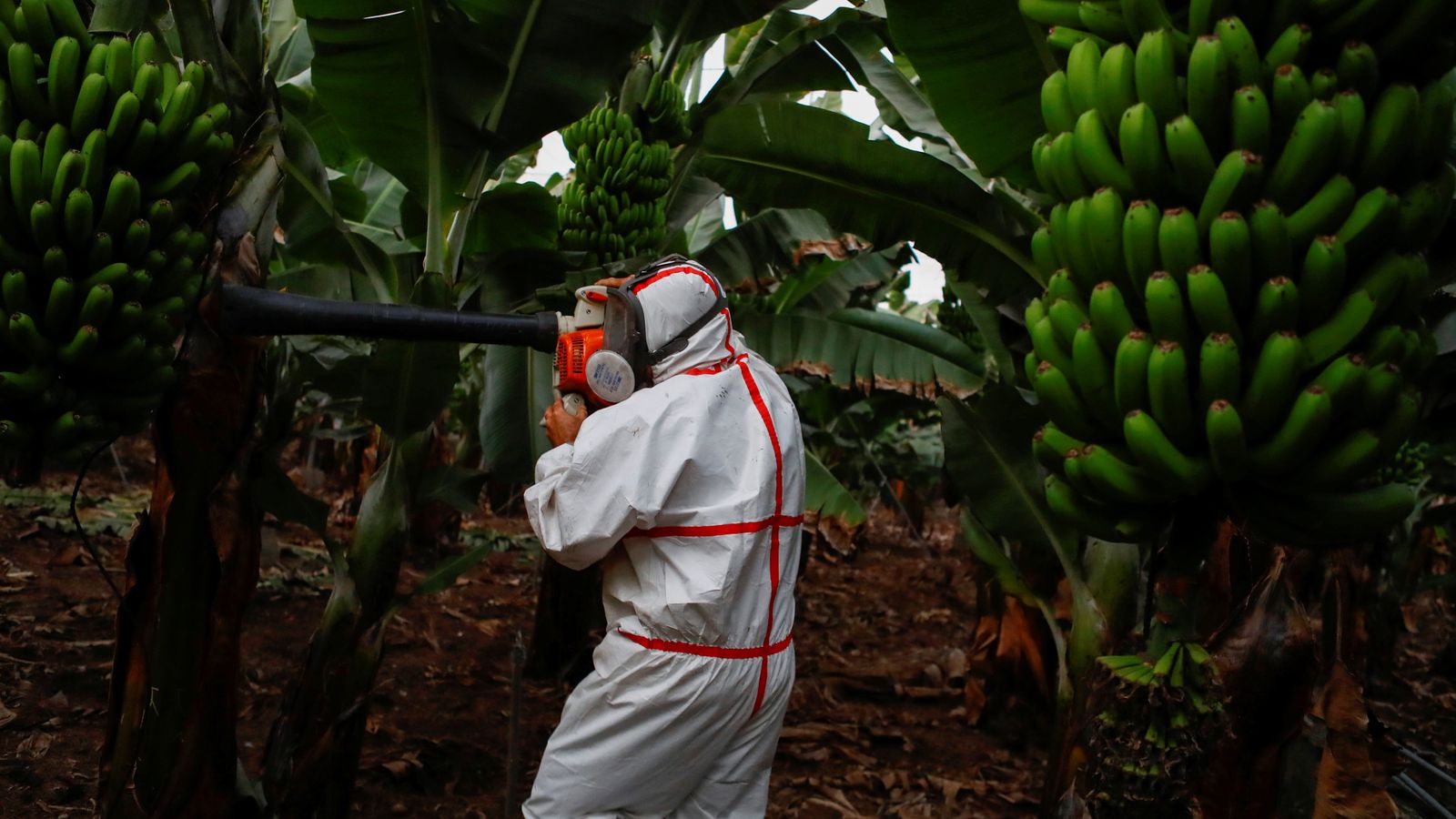Un agricultor neteja de cendra un camp de platanedes