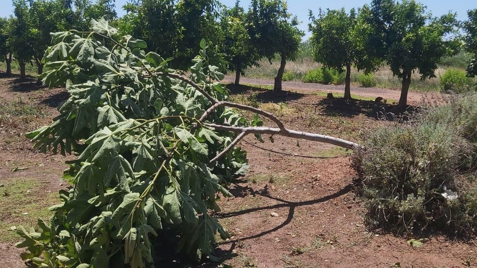 Un arbre tombat per les fortes ràfegues de vent de dissabte