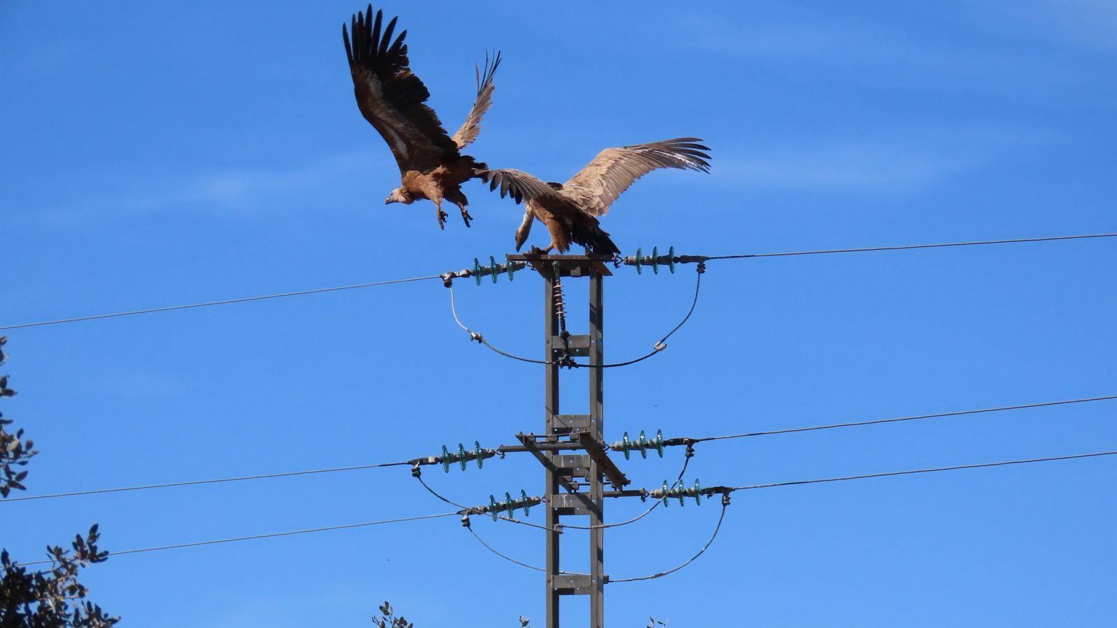 Voltors comuns en una línia elèctrica