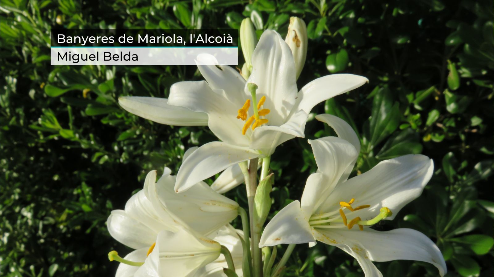 Augmenten els nivells de pol·len després de les pluges i amb l'oratge estable actual