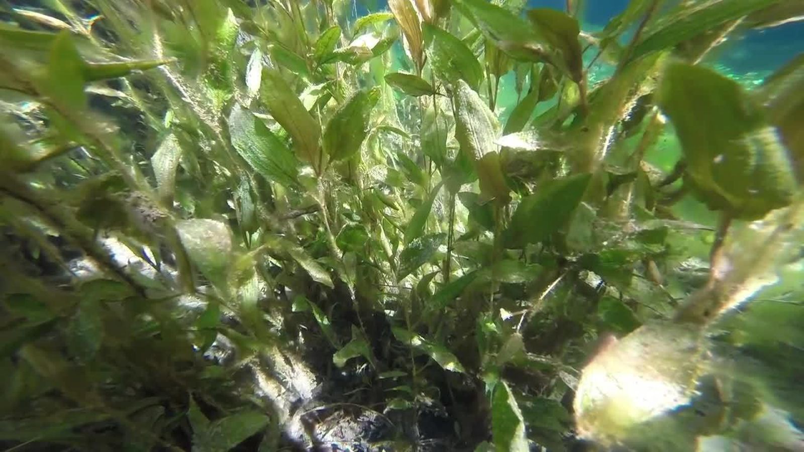 02.08.2018 | Boïlgues, el riu més net