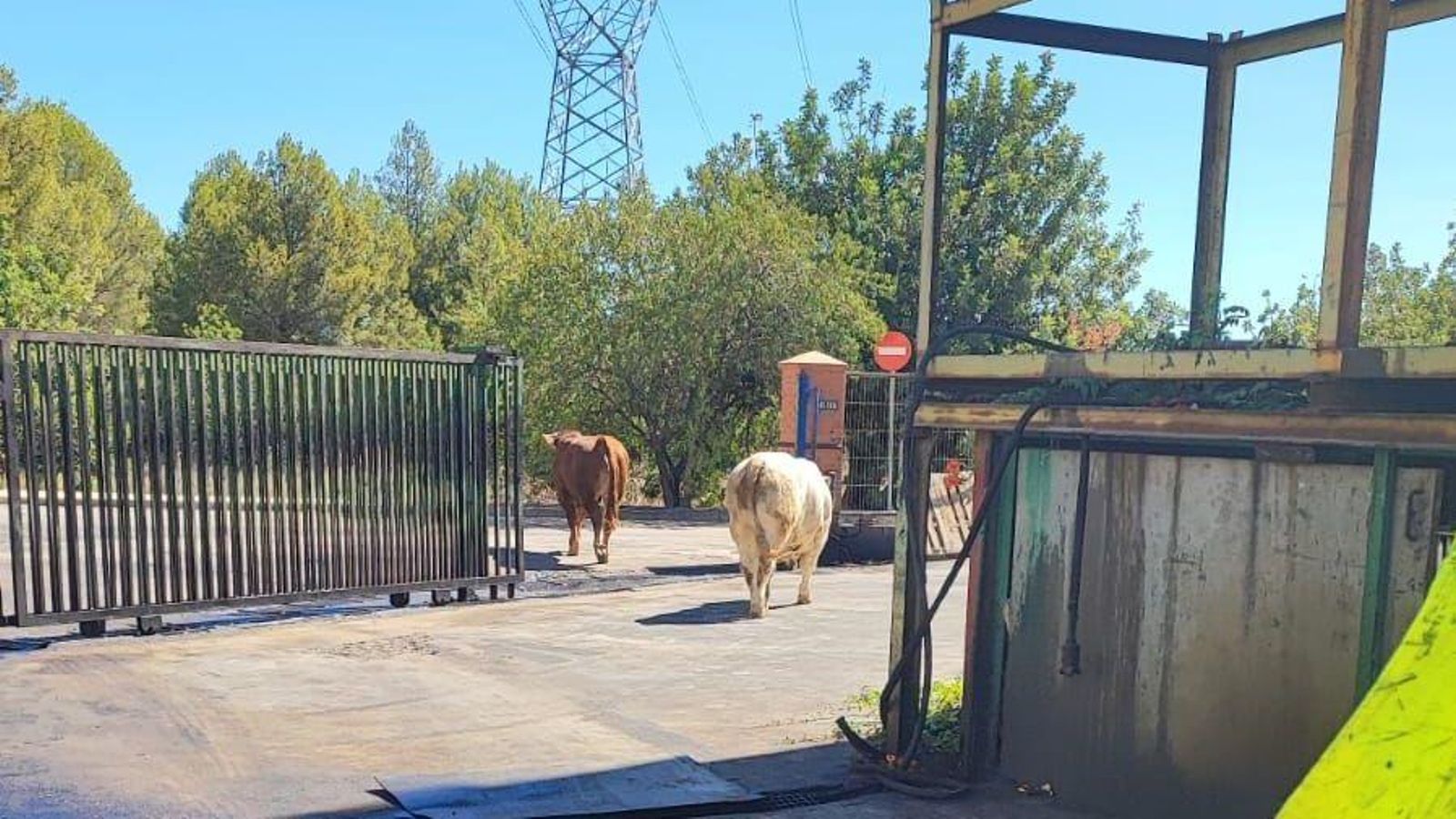 Els dos bous solts després de l'accident d'un camió de transport animal en l'A3