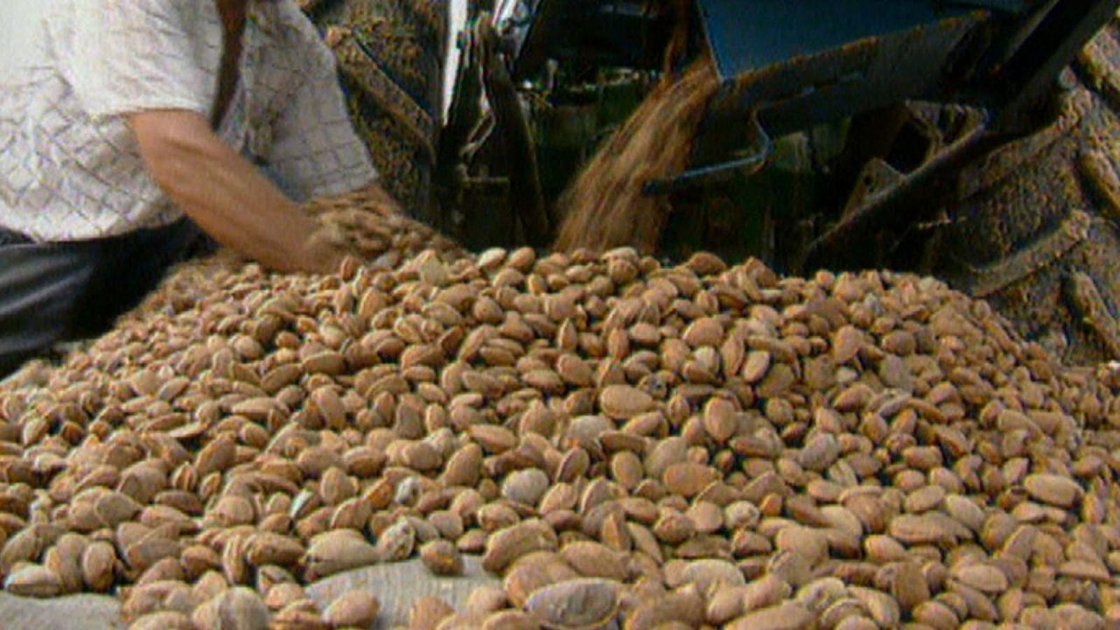 Recol·lecció d'ametla valenciana