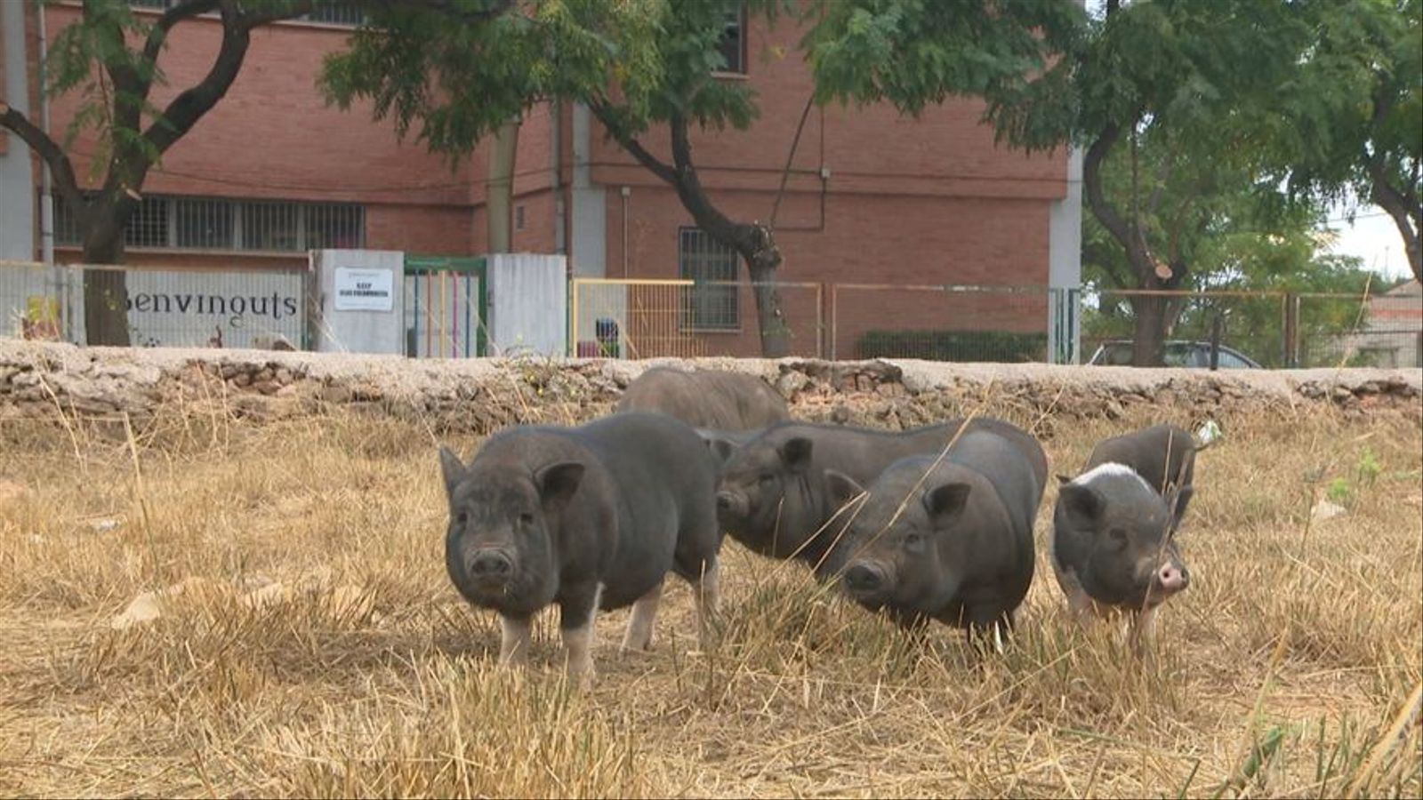 Alguns exemplars de la família de porcs senglars, davant el centre educatiu