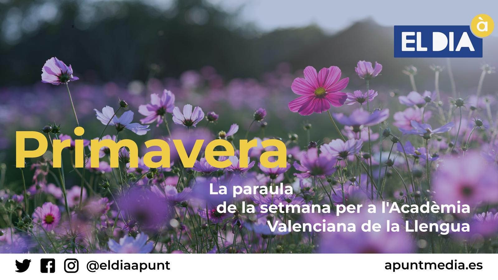 paraula de avl