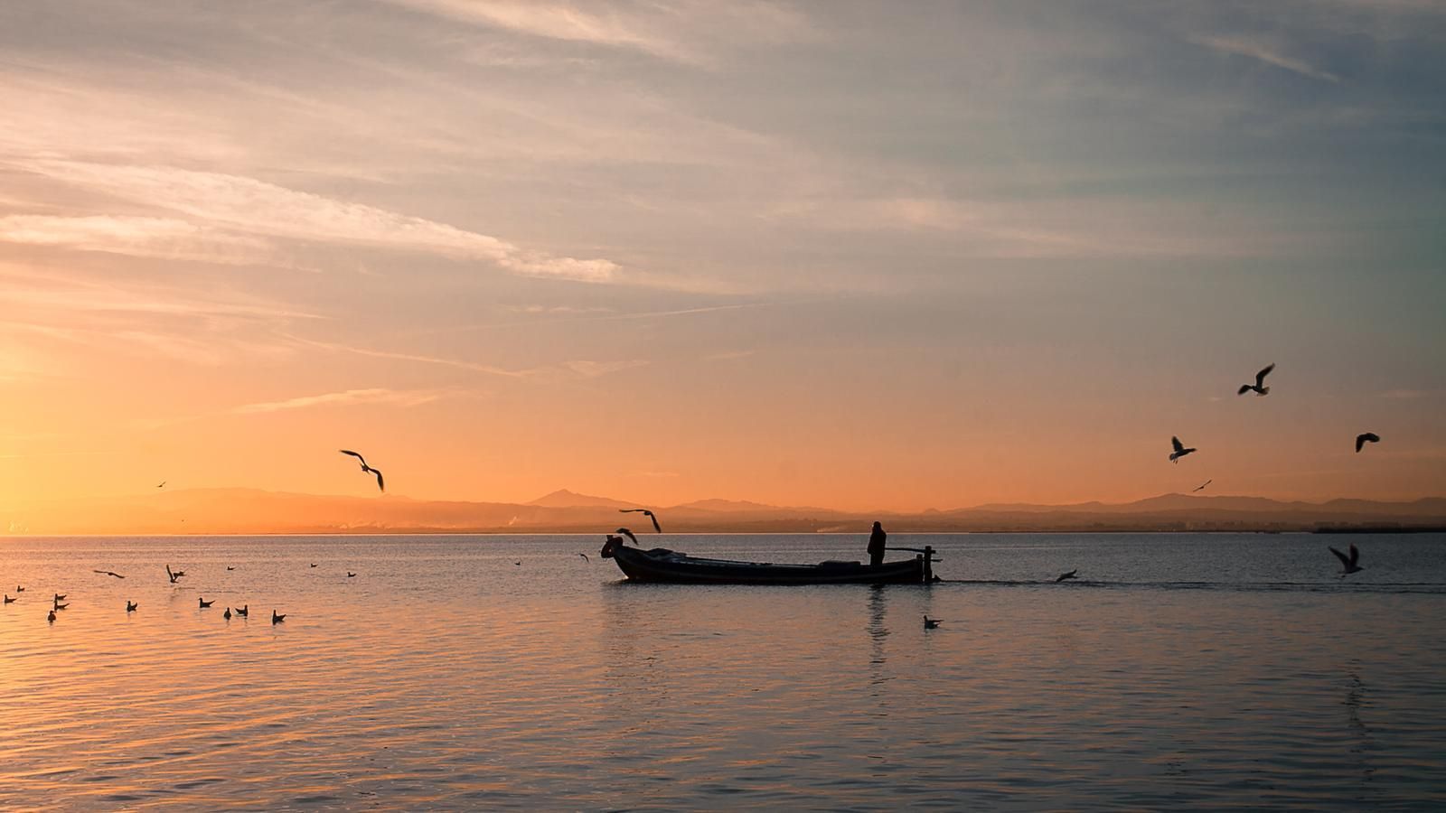 Aus a l'Albufera de Valencia Aus a l'Albufera de Valencia