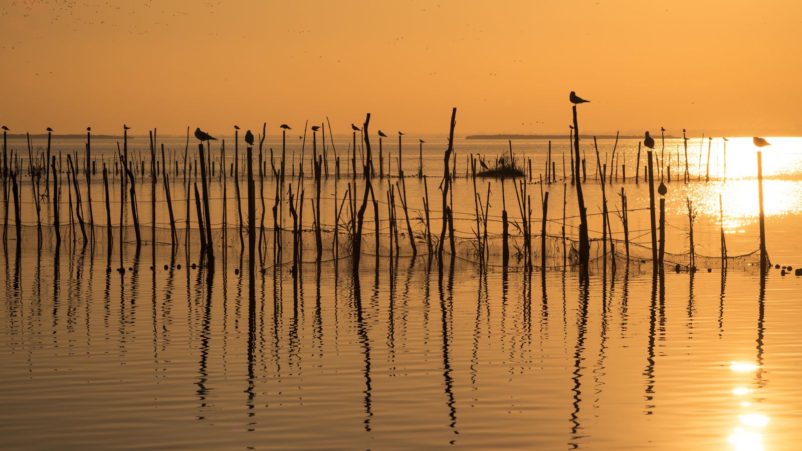 Posta de sol a l'Albufera