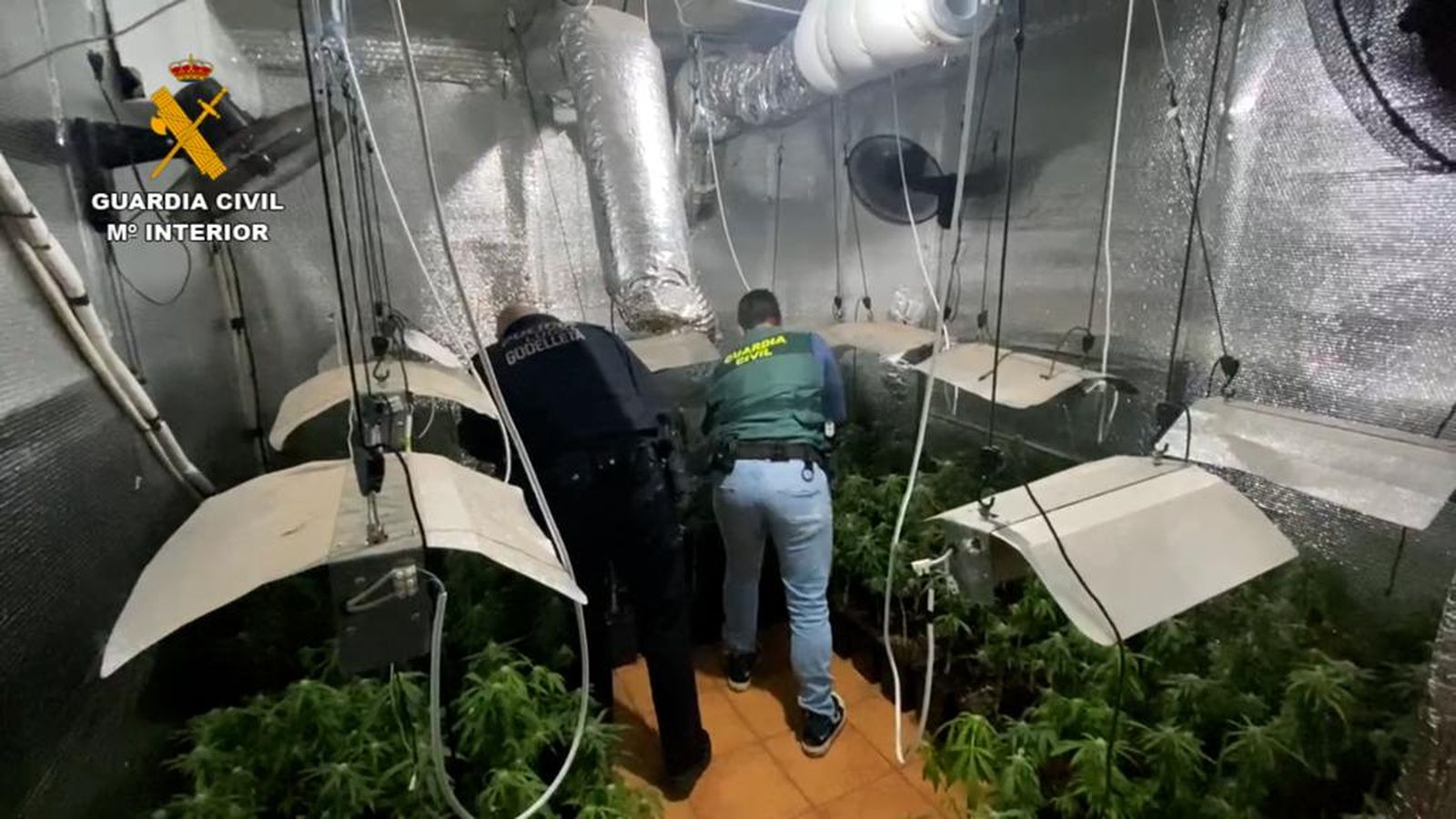 Plantacions de mahuana