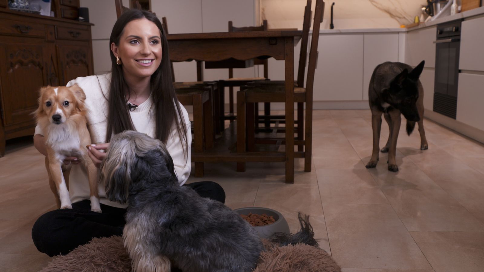 Animalades | Adopcions animals