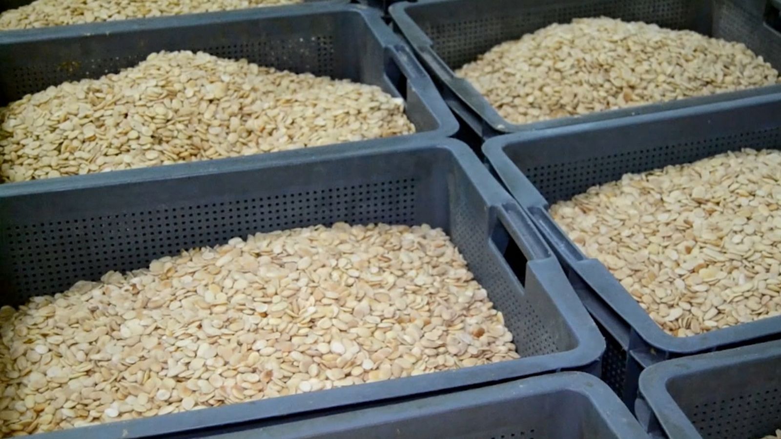 Carregaments d'ametles importades