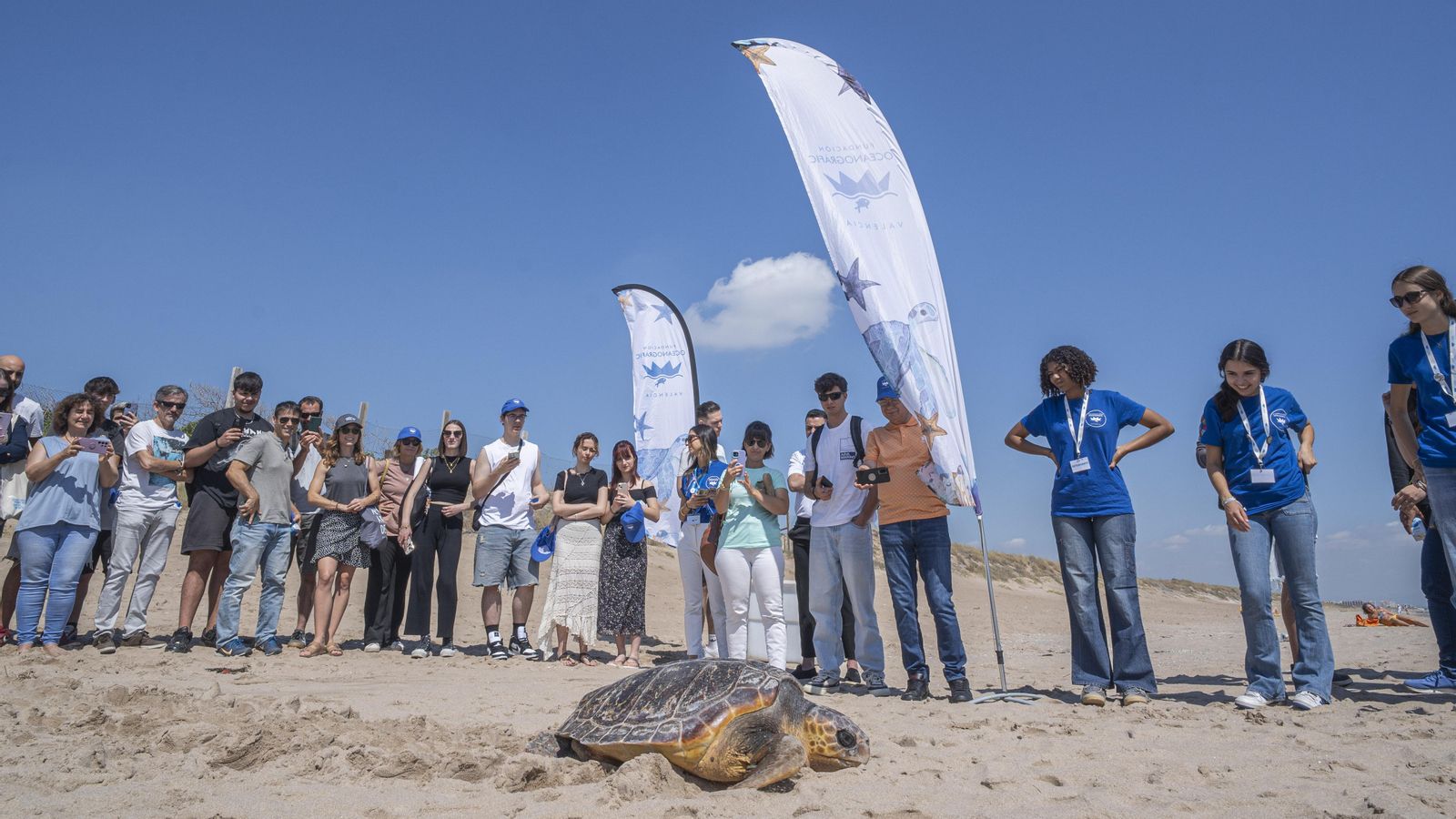 La tortuga Carma Rosa done els seus últims pasos abans de tornar a la mar