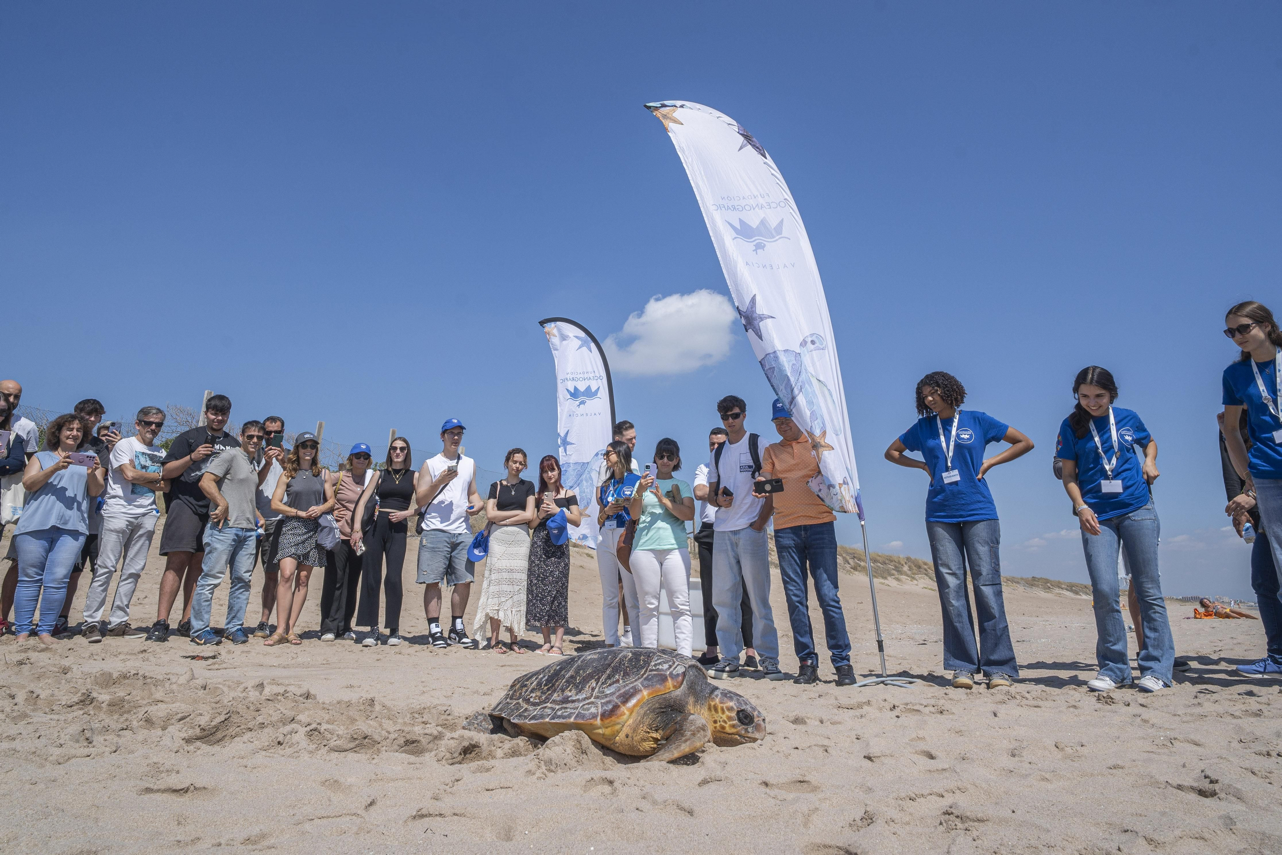 La tortuga Carma Rosa done els seus últims pasos abans de tornar a la mar