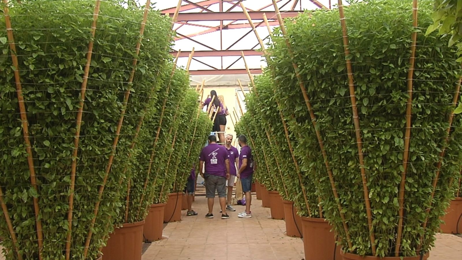 El dia gran les alfàbegues superaran els dos metres d'alçària