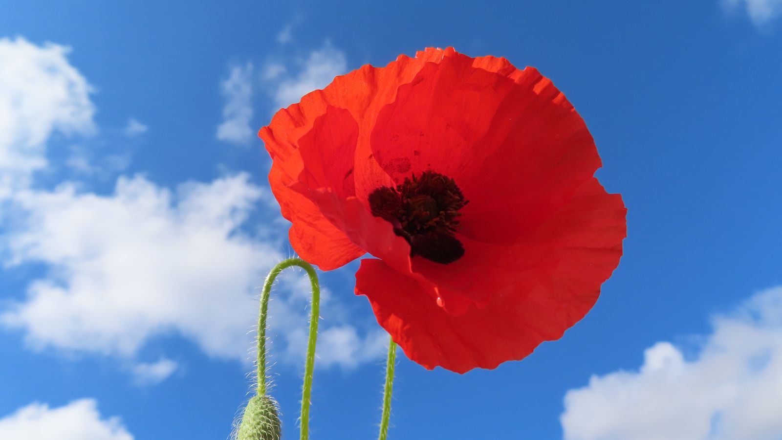 banyeres miguel belda