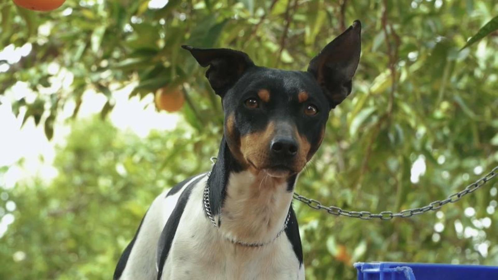 El gos rater va ser reconegut com a raça l'any 2004