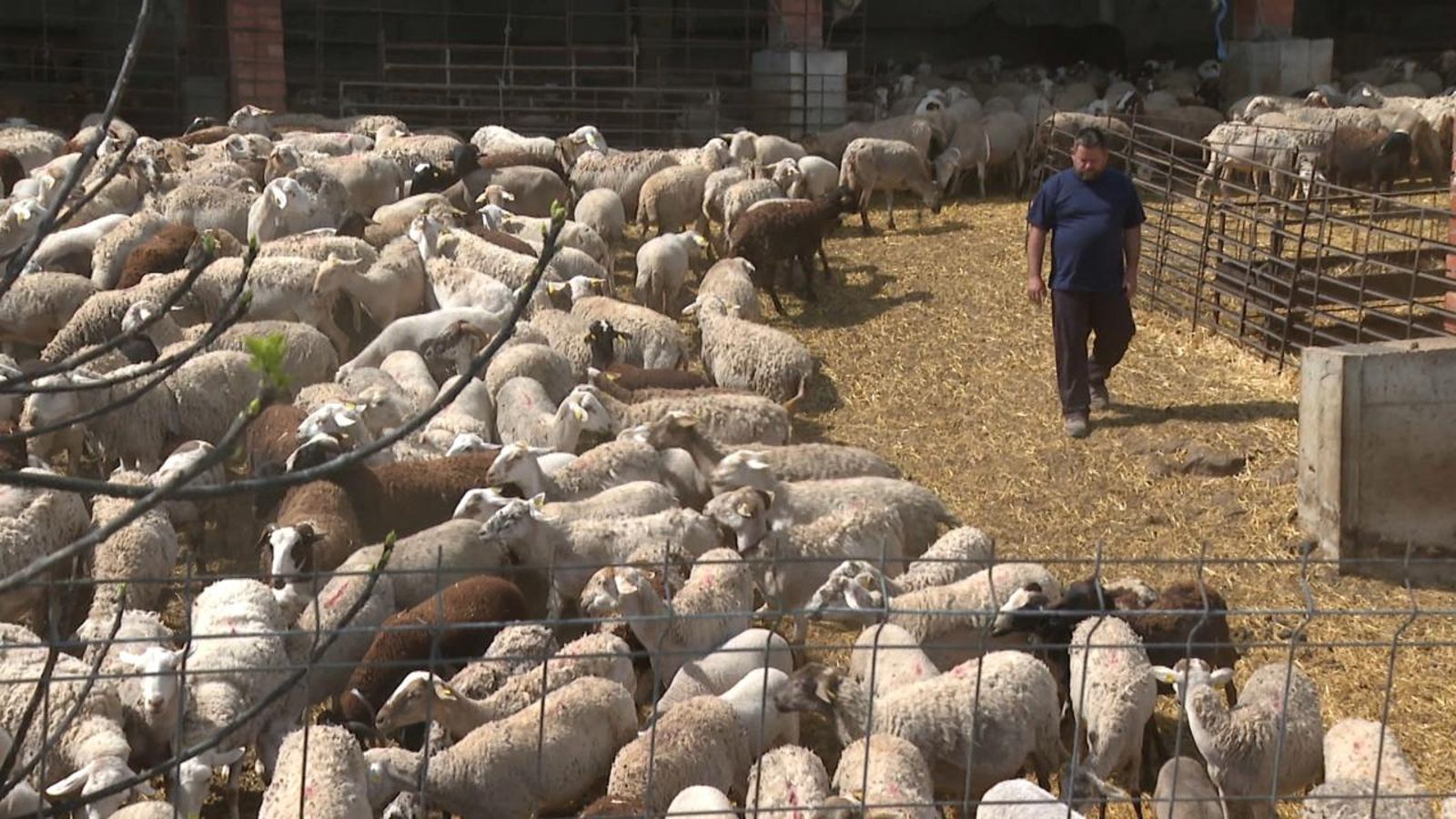 Moixent alerta de la falta de pastors (clip)