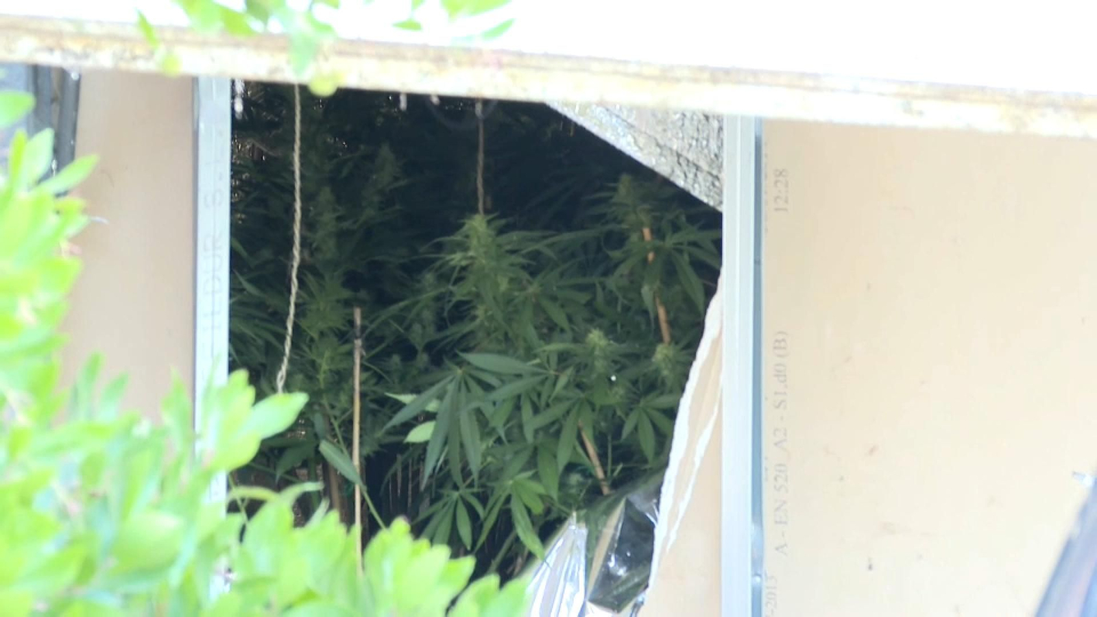 Plantes de marihuana que hi havia a l'interior del xalet incendiat a la urbanització Sant Cristòfol d'Alberic