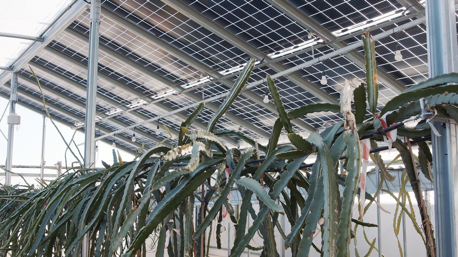 Picassent Solar , així és una instal·lació agrovoltaica