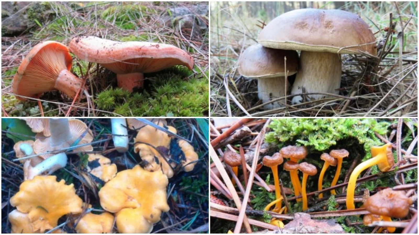 Imatge d'arxiu del rovelló, el cep, el rossinyol i el camagroc