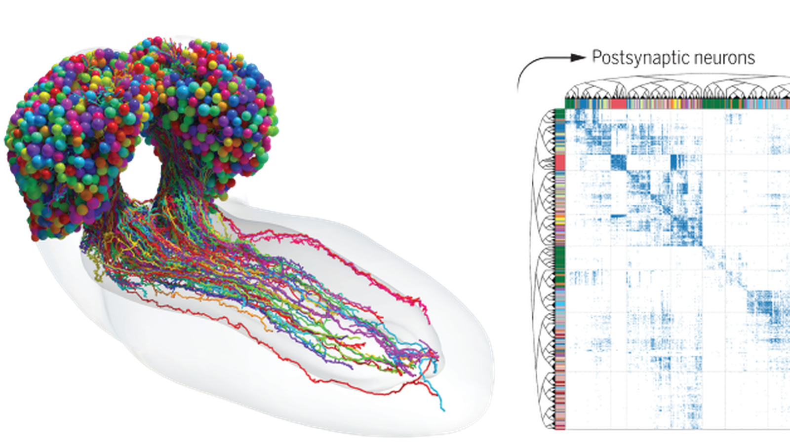 Recreacció en colors del connectoma de la mosca del vinagre