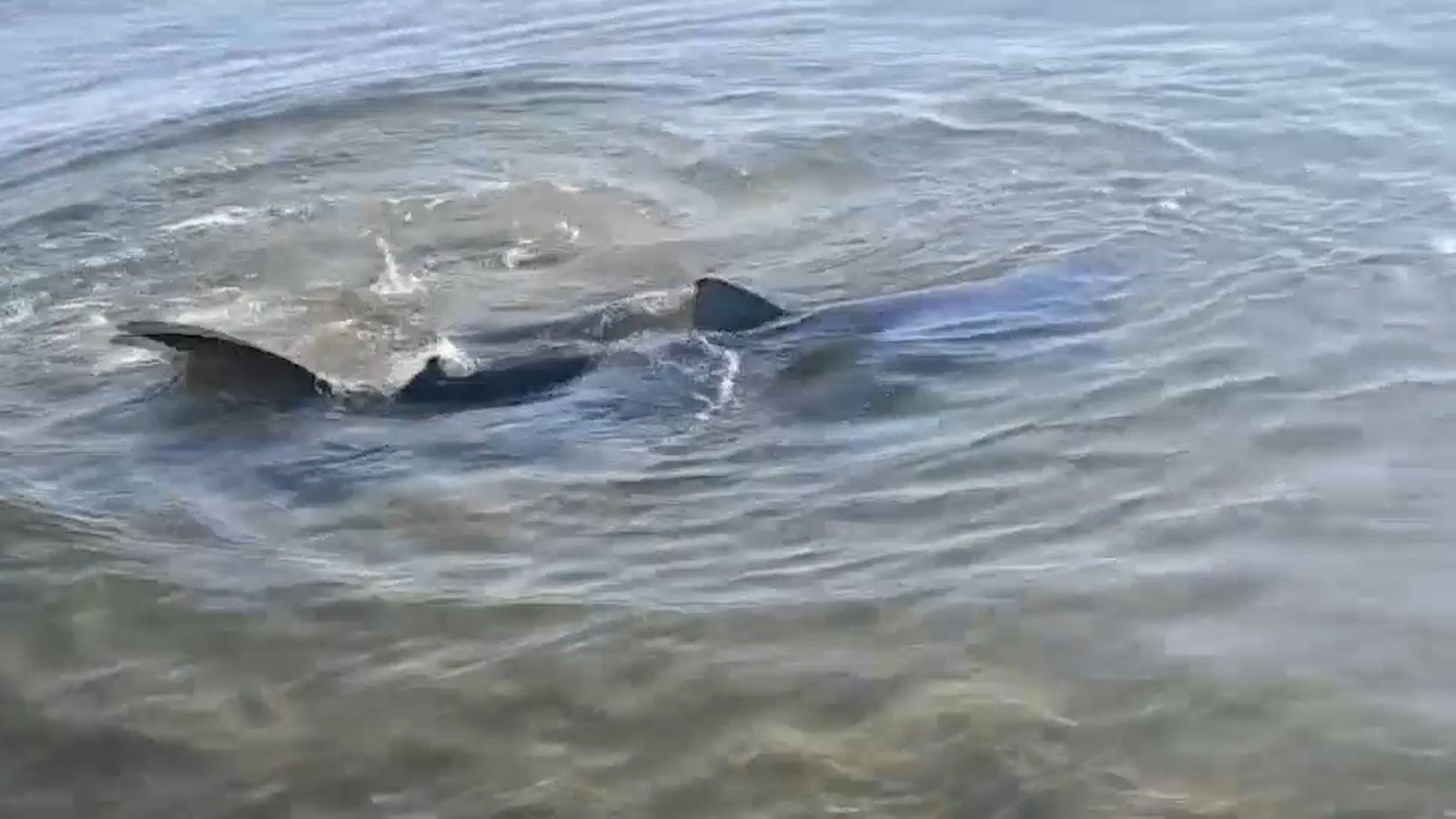 Tintorera a la platja del Campello