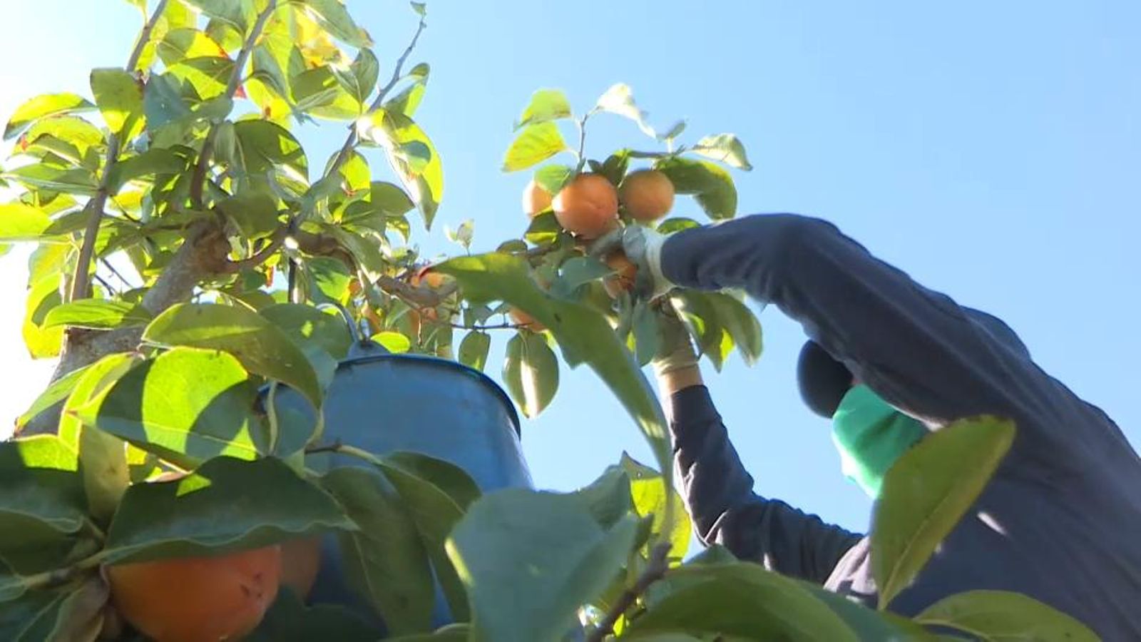 Inici de la campanya de caqui a l'Alcúdia