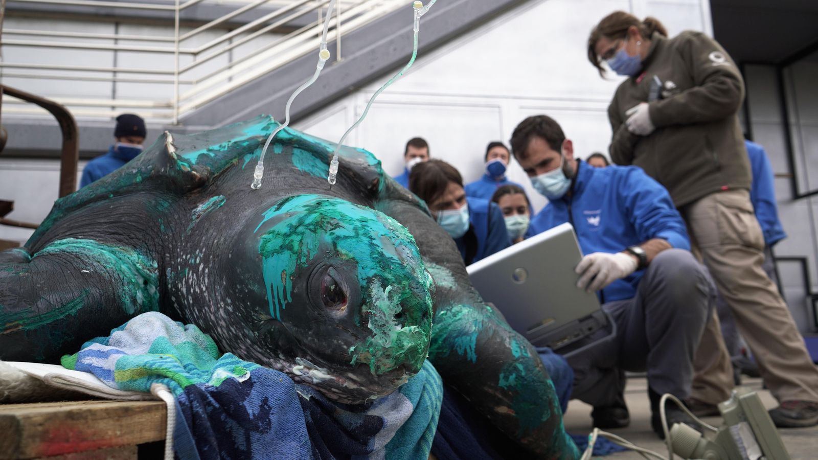 Moment en què l'Oceanogràfic li ha fet una ecografia a la tortuga gegant
