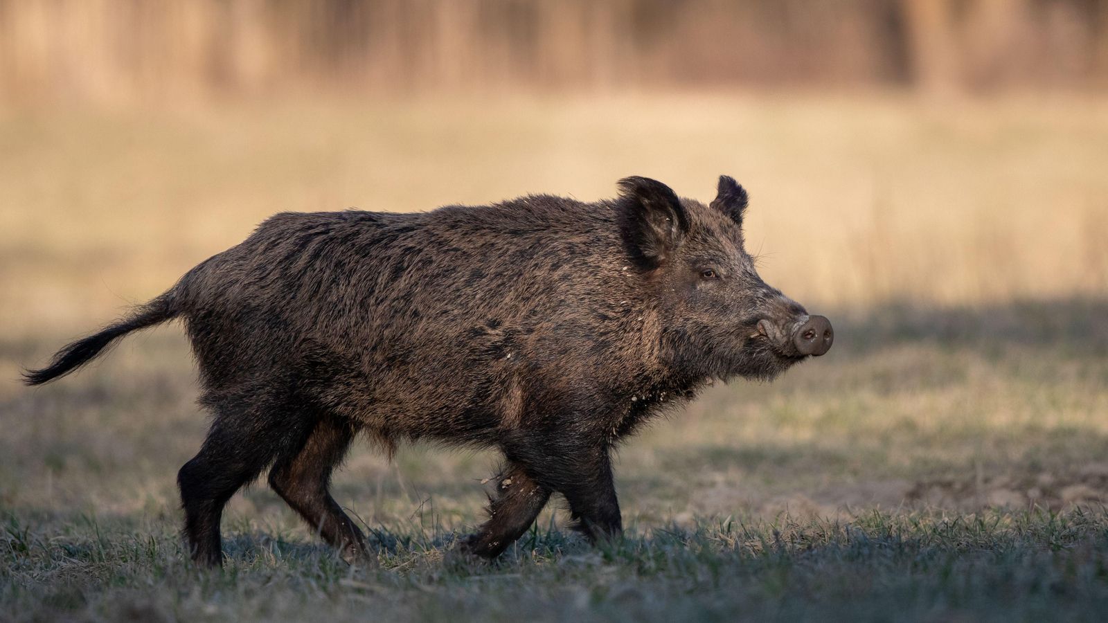 El projecte per a controlar la població de senglars i arruís es durà a terme durant dos anys