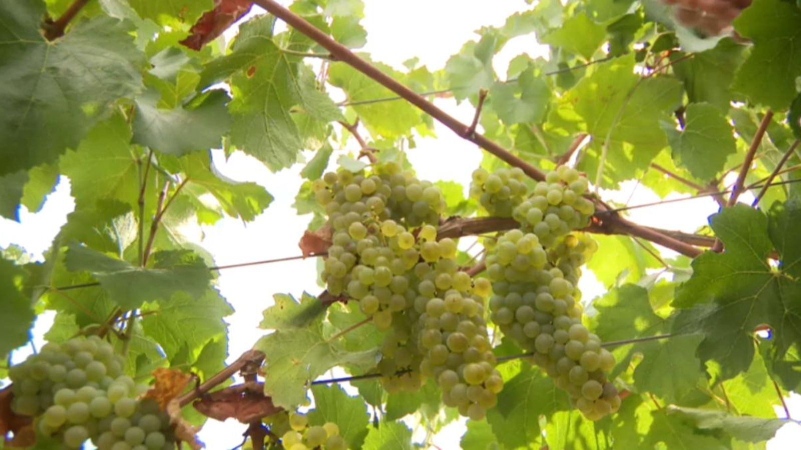 Començat a la comarca de Requena i Utiel la verema de la varietat chardonnay.