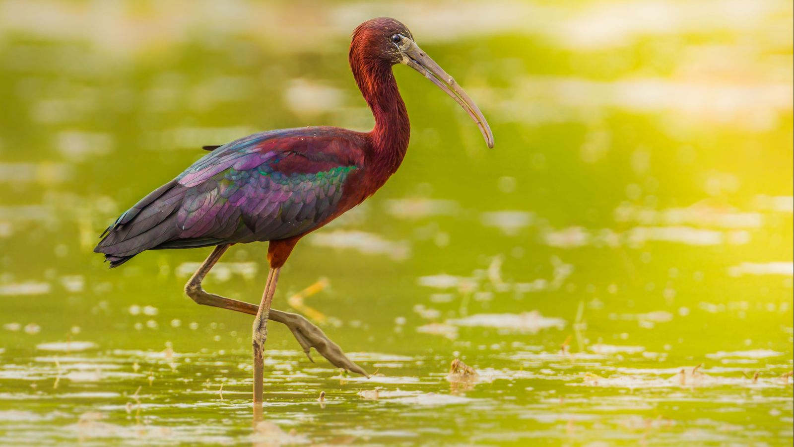 Imatge d'arxiu del capó reial