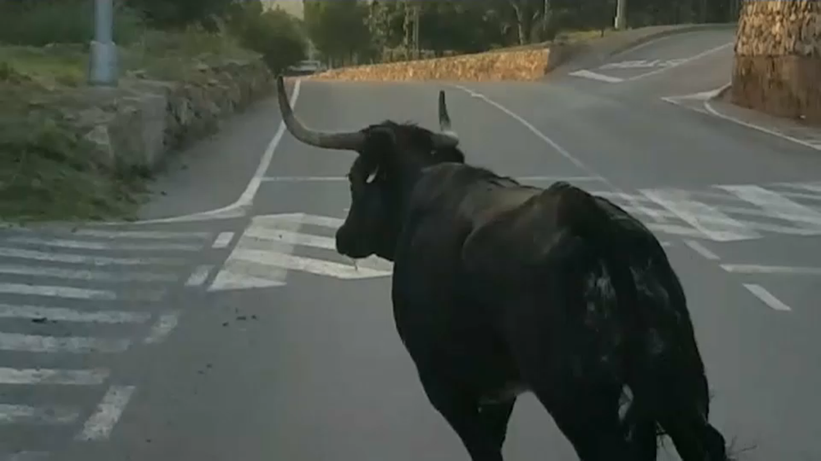 Capturen la vaca que es va escapar dimecres a Almenara