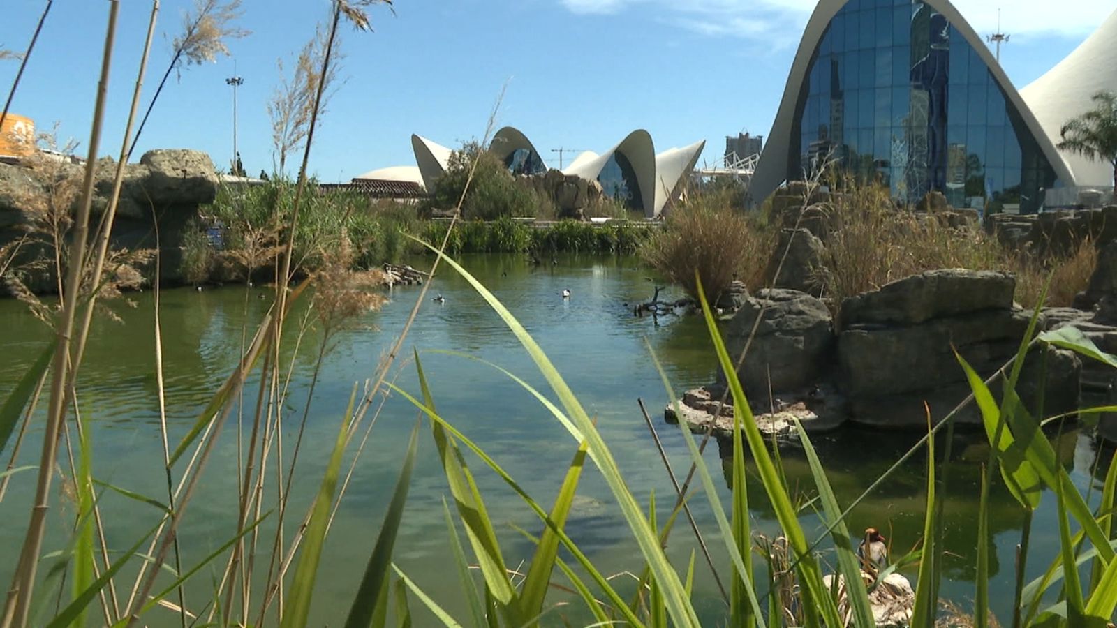 La biodiversitat del llac viu a l'Oceanogràfic