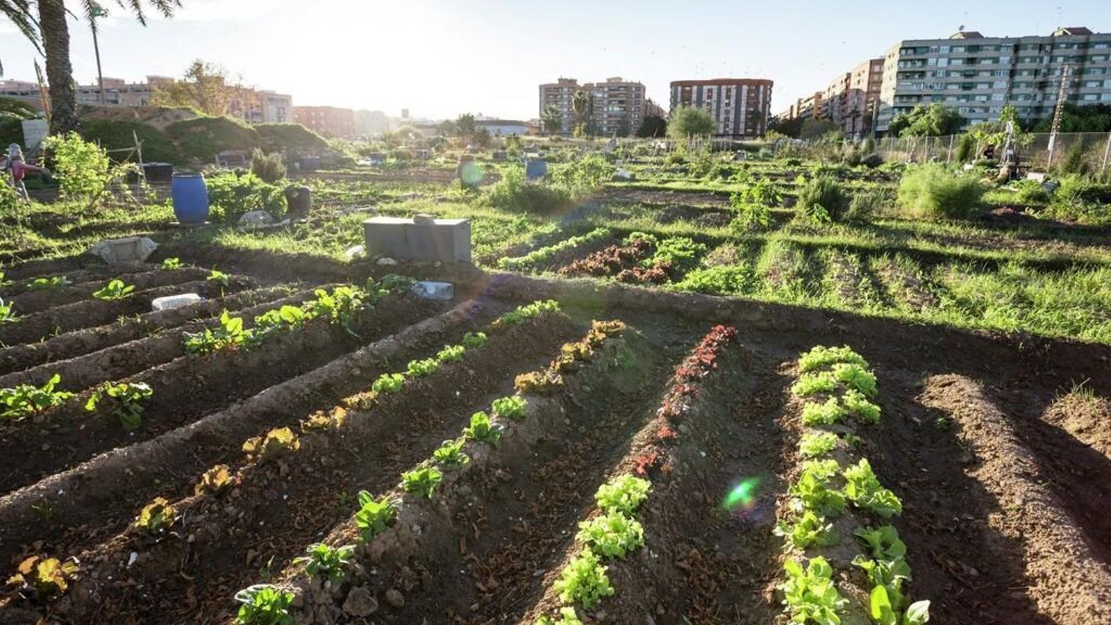 Imatge d'arxiu d'un hort urbà al Parc de la Rambleta